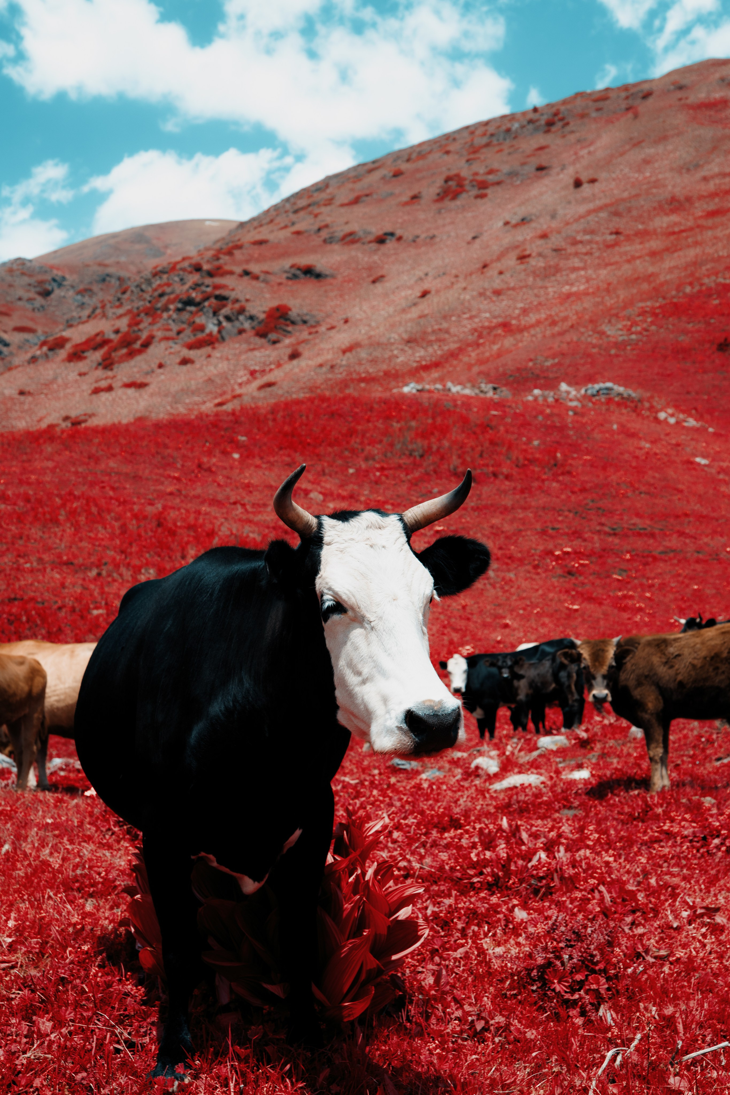 Дигория. Фотограф Санкт-Петербург Макарова Дарья