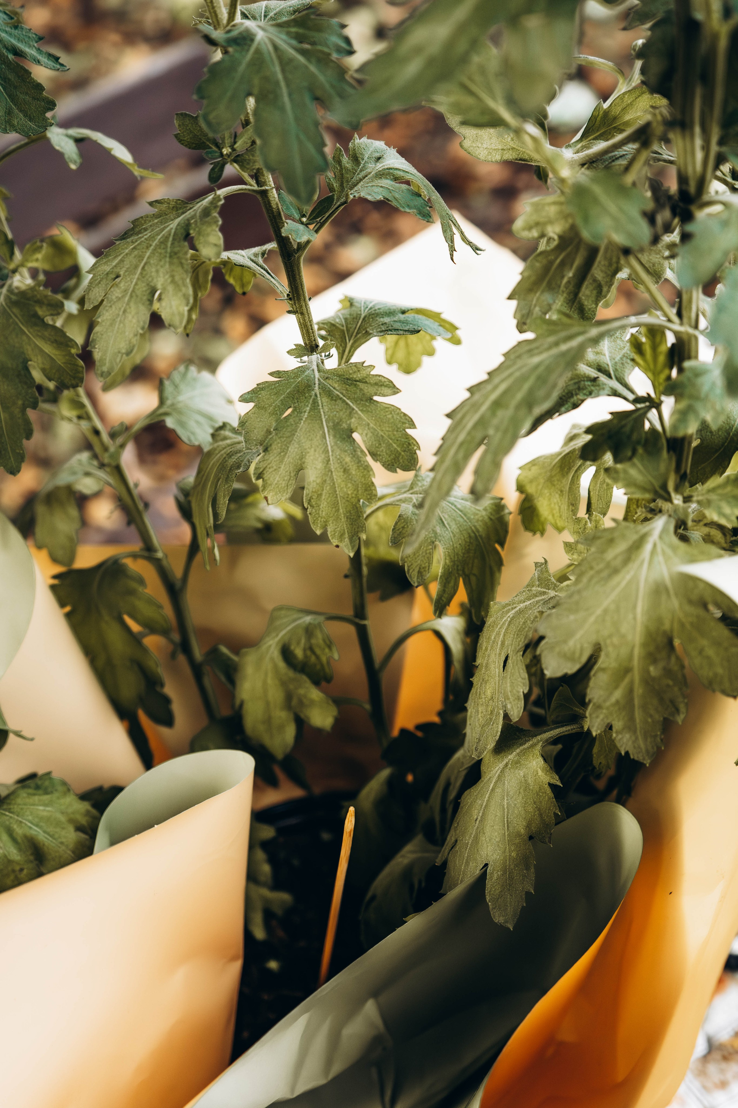 Съемка студии «Аж уютно». Фотограф Москва Валерия Веденина