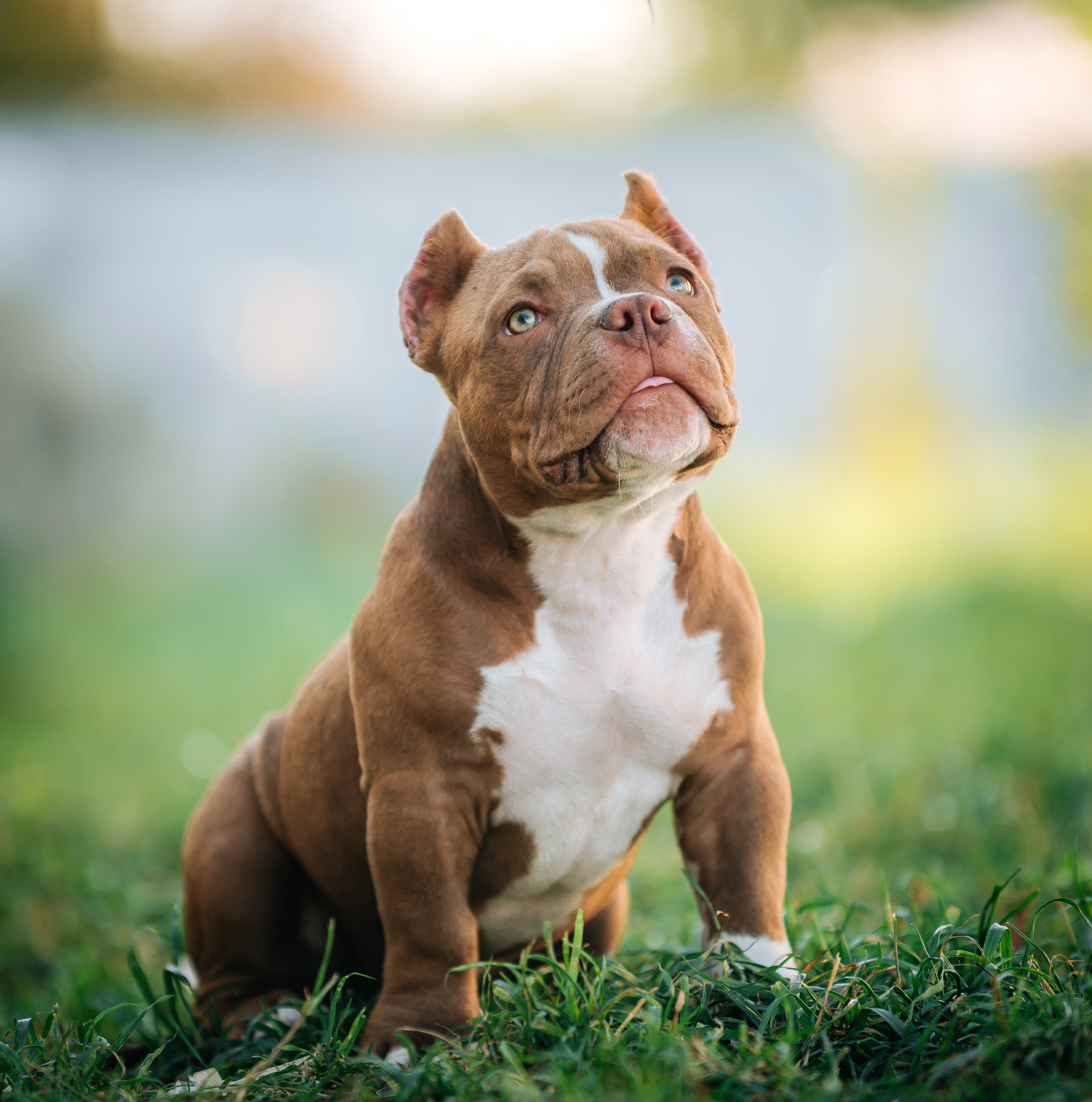 Американский булли щенки. Главная