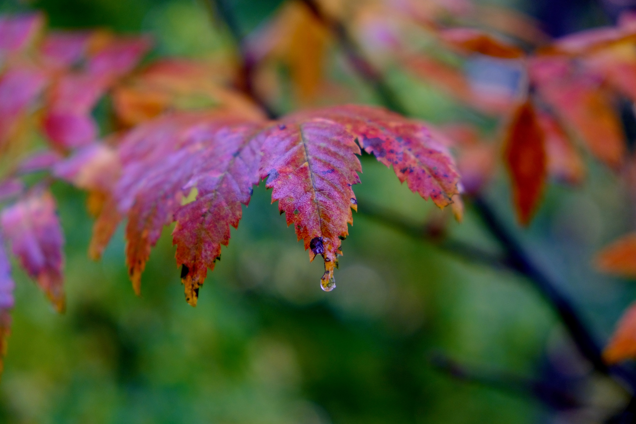 Nature. GubanovPhoto