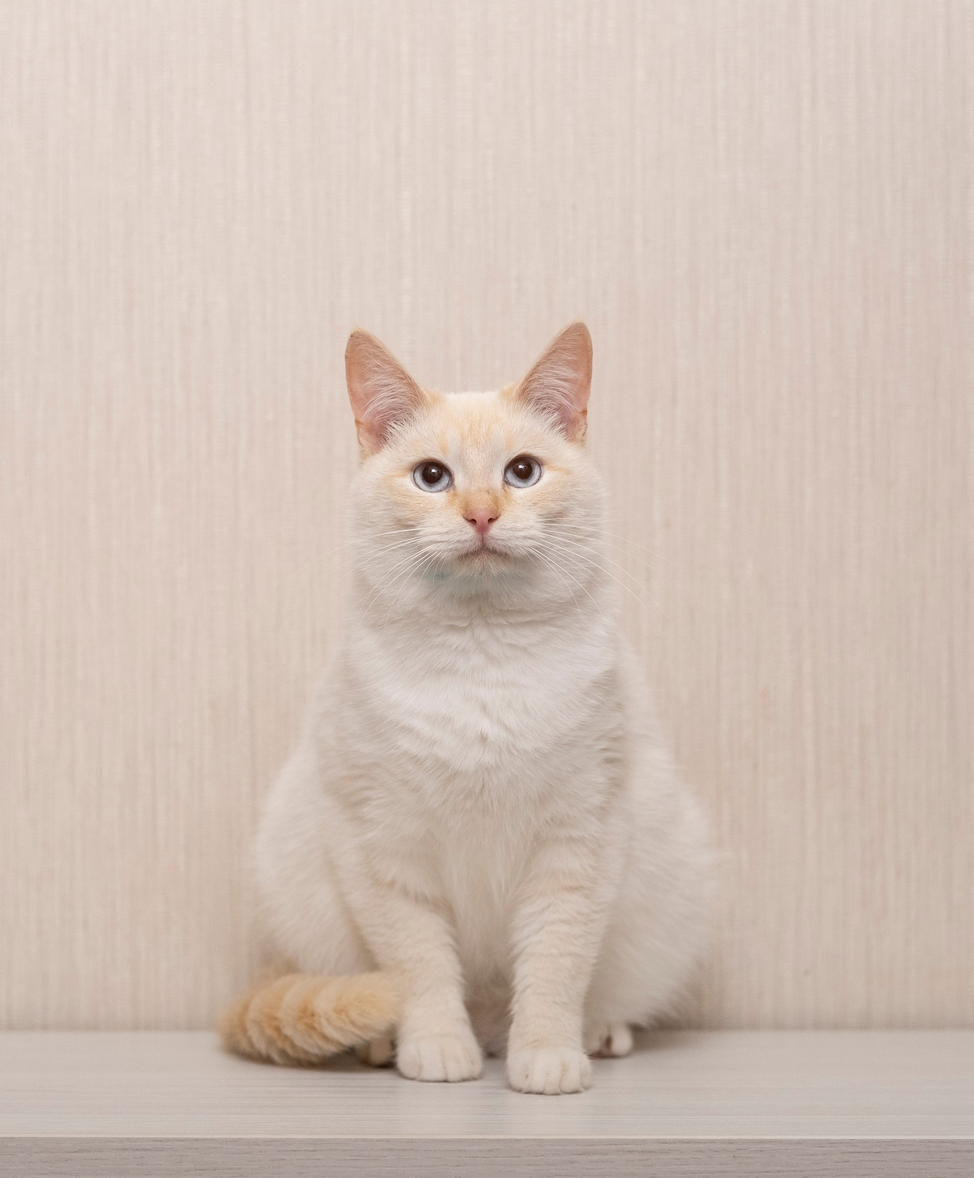 Фотография кошек на красивом фоне. Фотографии города, архитектуры, цветов, макро, кошек. Москва