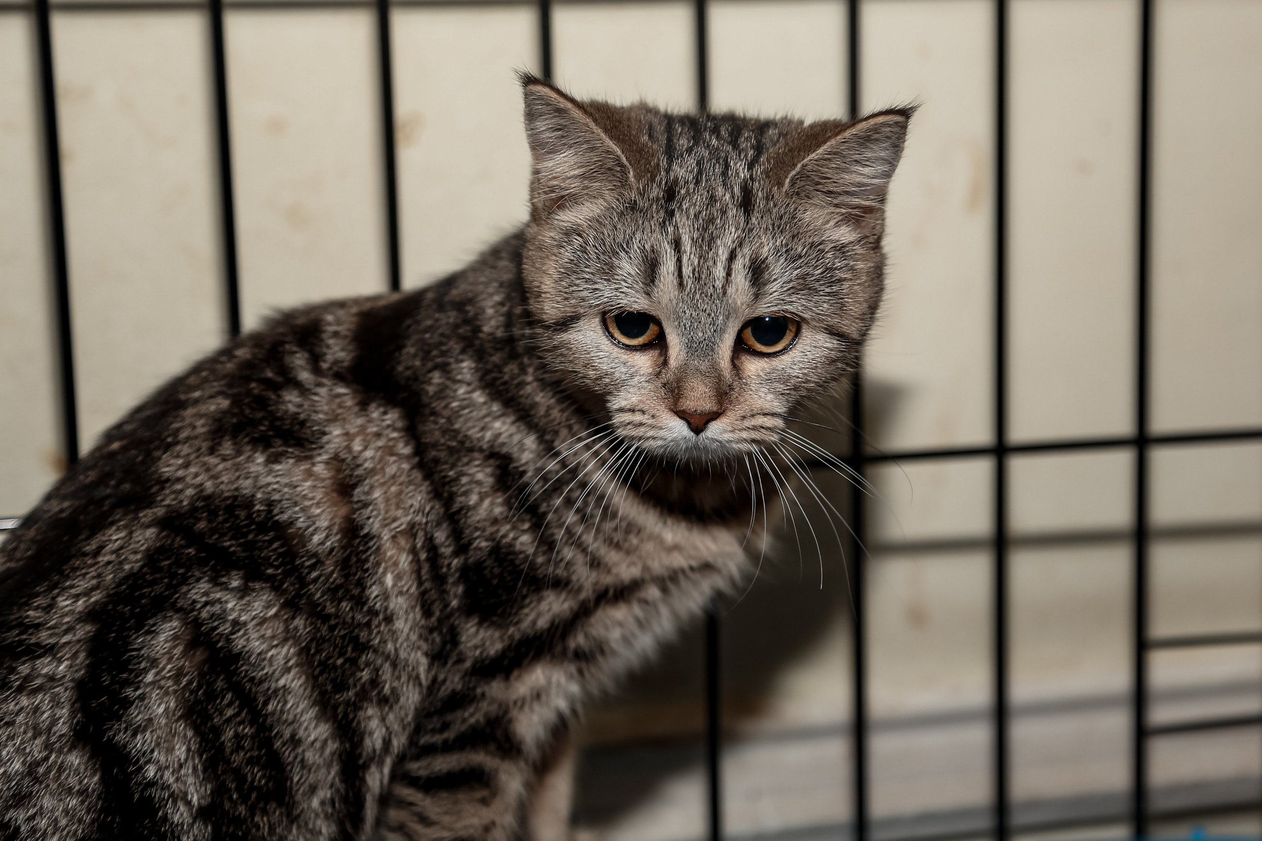 Приют Кошкин Дом Филимоша. Ваш фотограф в Оренбурге Рощупкина Екатерина