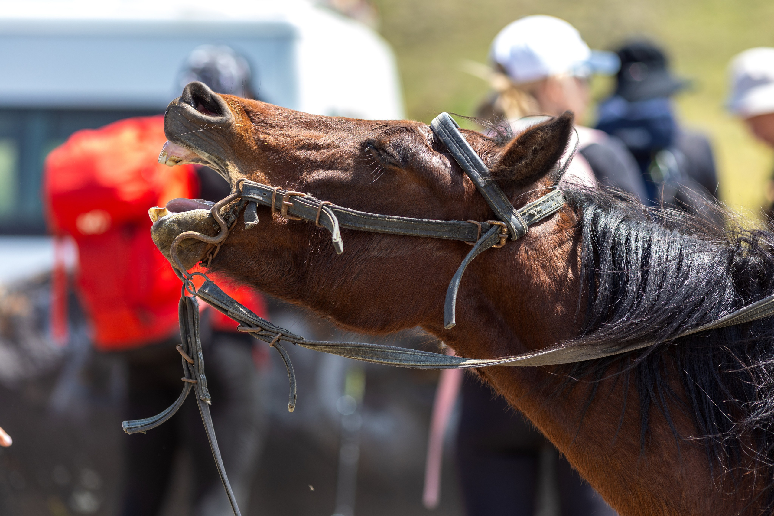 Арарат. Тревел-фотограф Олег Гуров