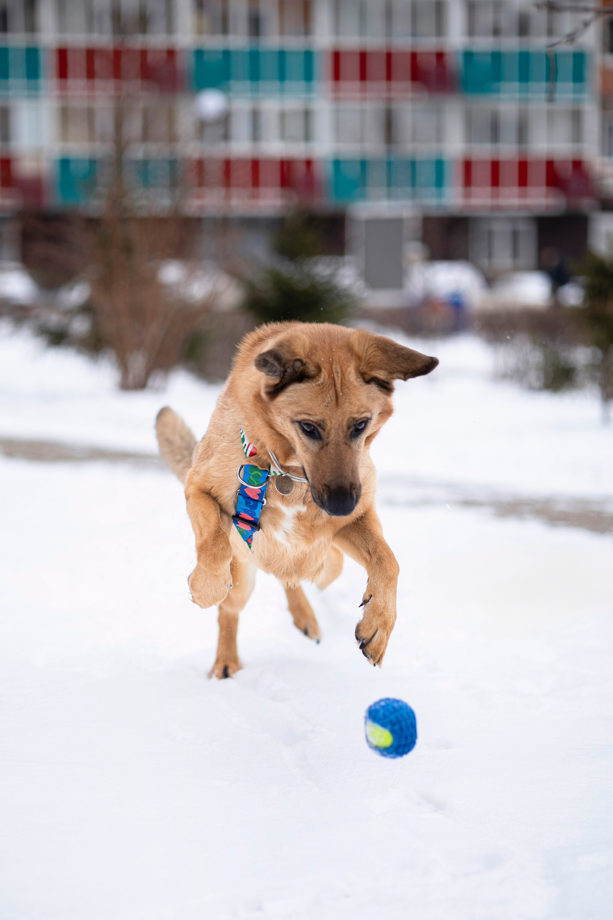Съемка с собакой. Анастасия Белаш