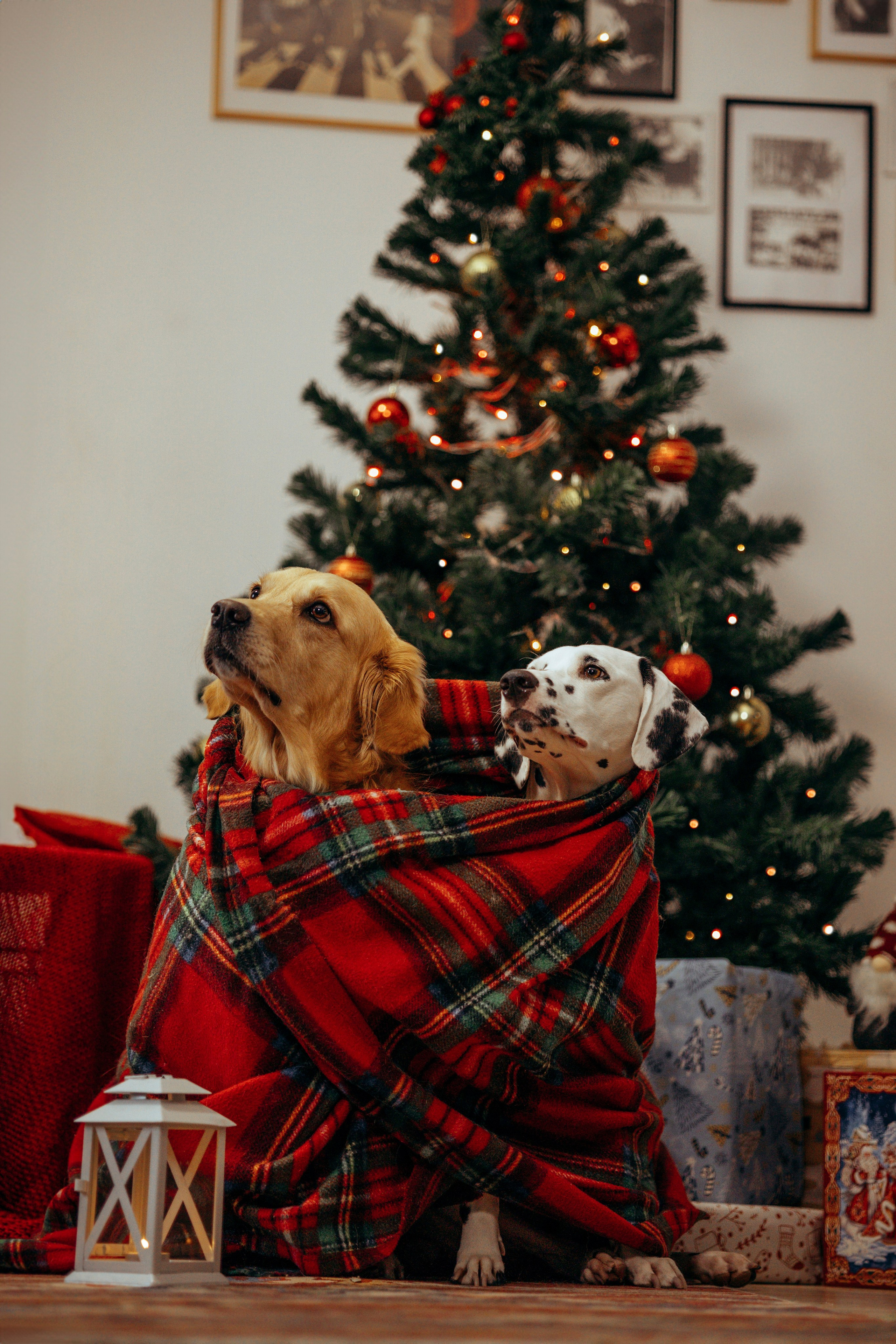 Новогодняя съемка с собакой. Анастасия Белаш