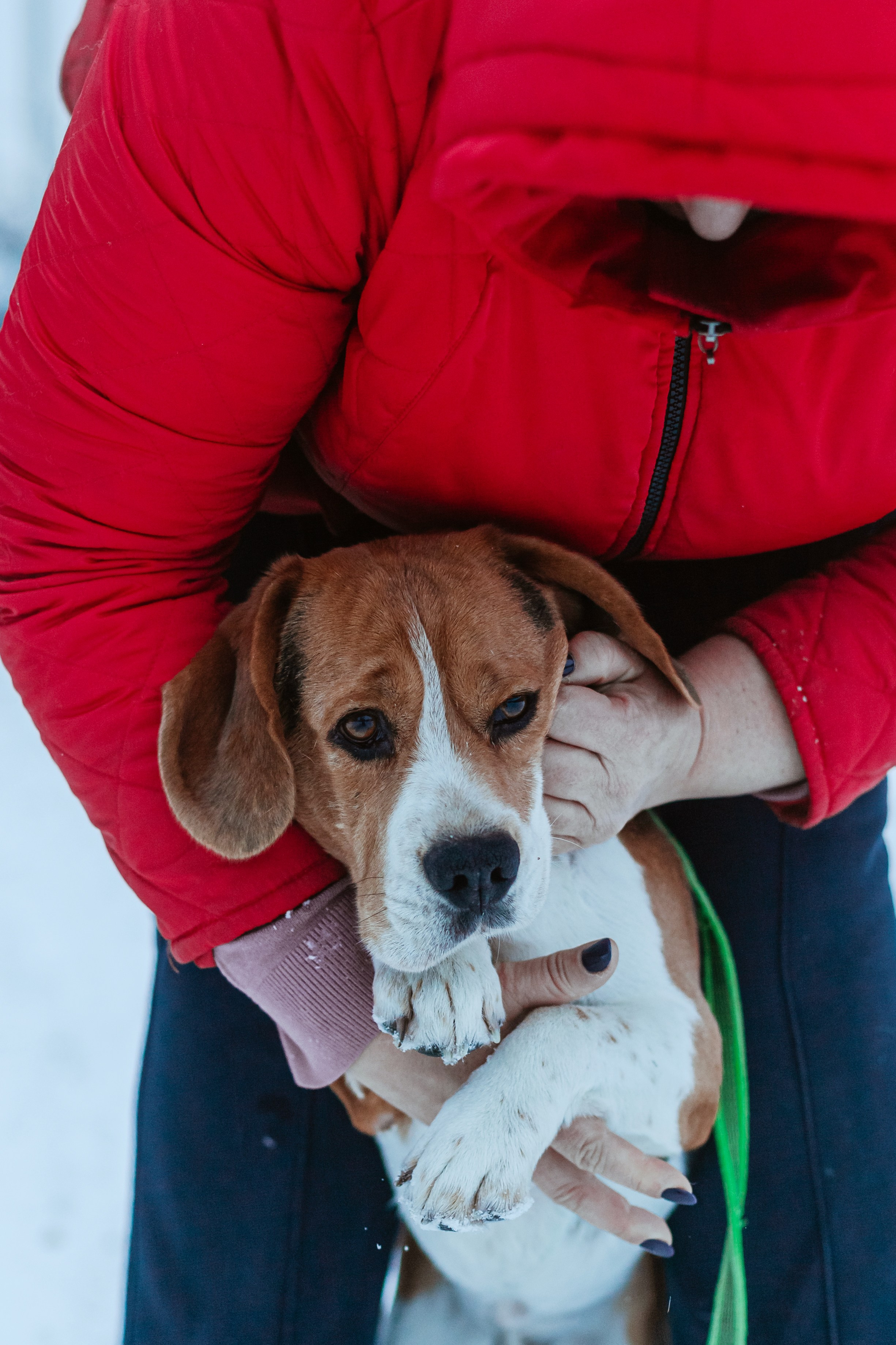 Дом для Биглей 2023. Фотограф-анималист Татьяна Степанова
