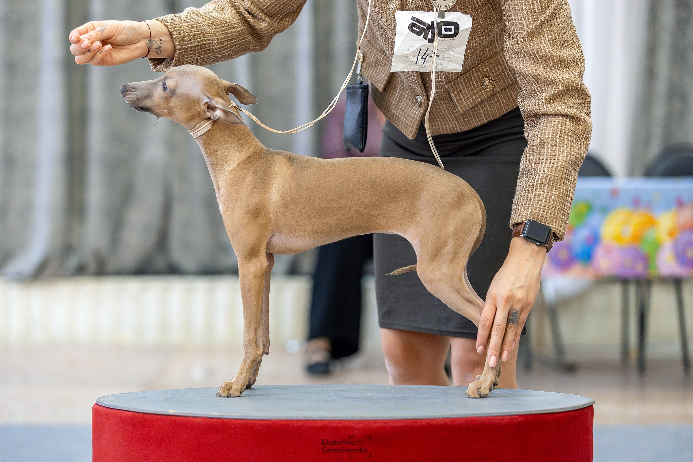 2 марта 2025, Выставка РКФ, г. Пермь. Htykk_photo