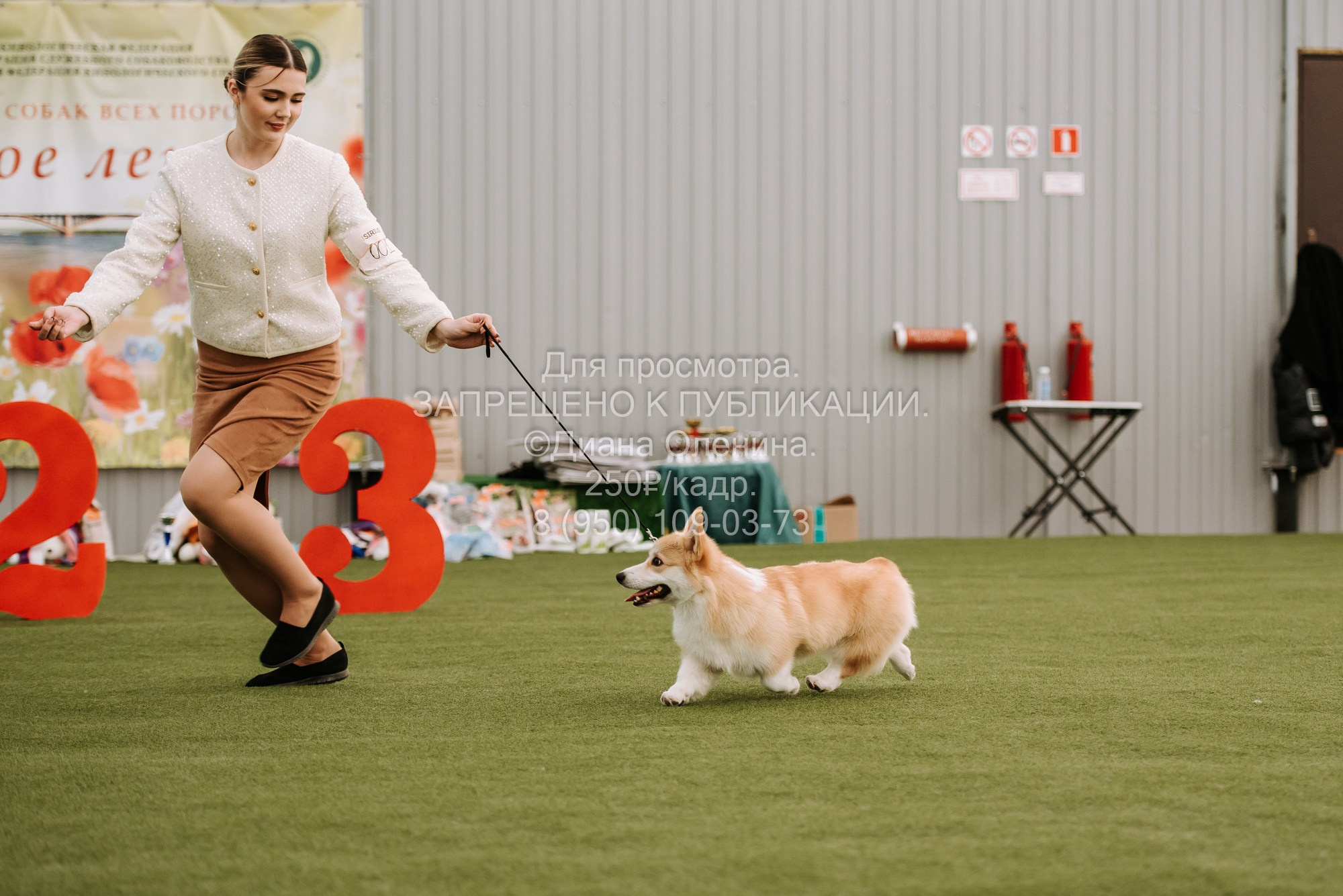 Выставка собак Красноярск 2.06. Фотограф Диана Оленина Красноярск / Братск