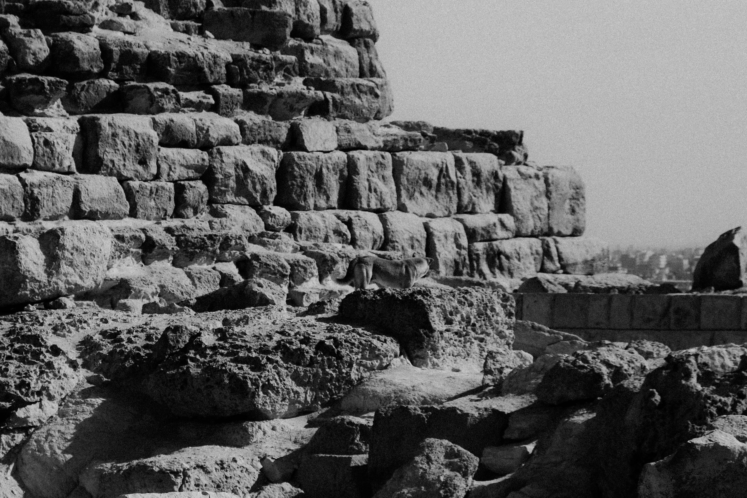 EGYPET. Фотограф в Челябинске Анастасия Синягина
