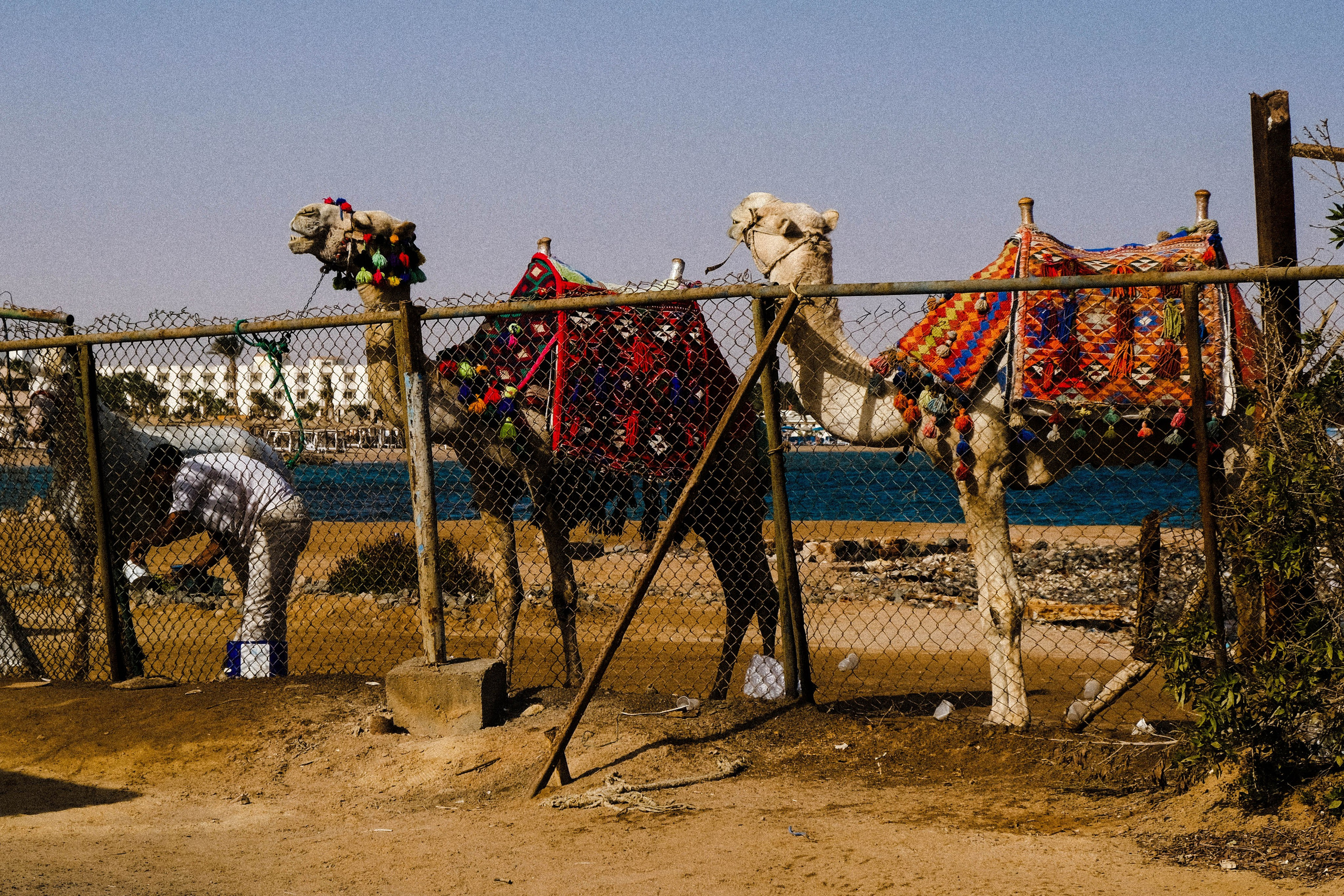 EGYPET. Фотограф в Челябинске Анастасия Синягина