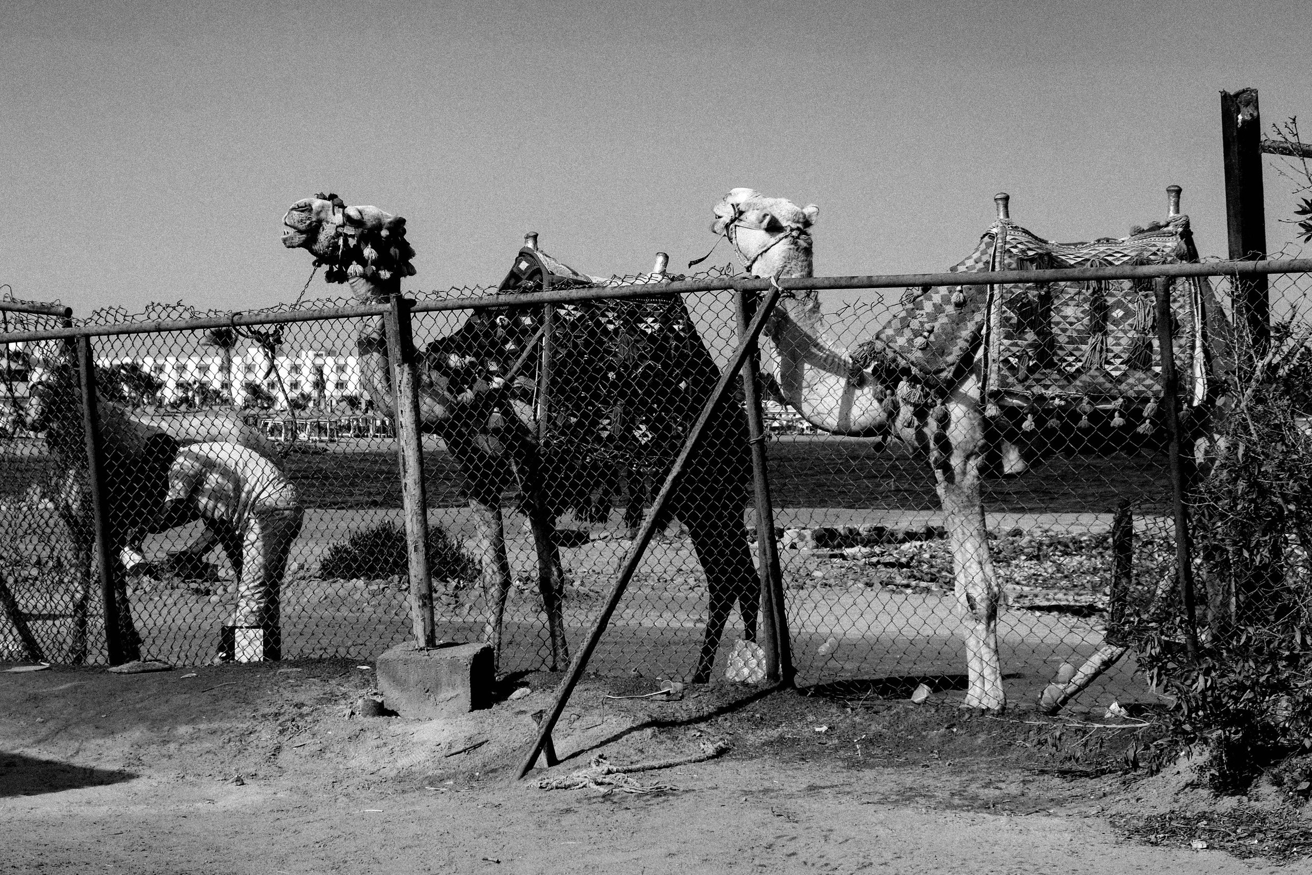 EGYPET. Фотограф в Челябинске Анастасия Синягина