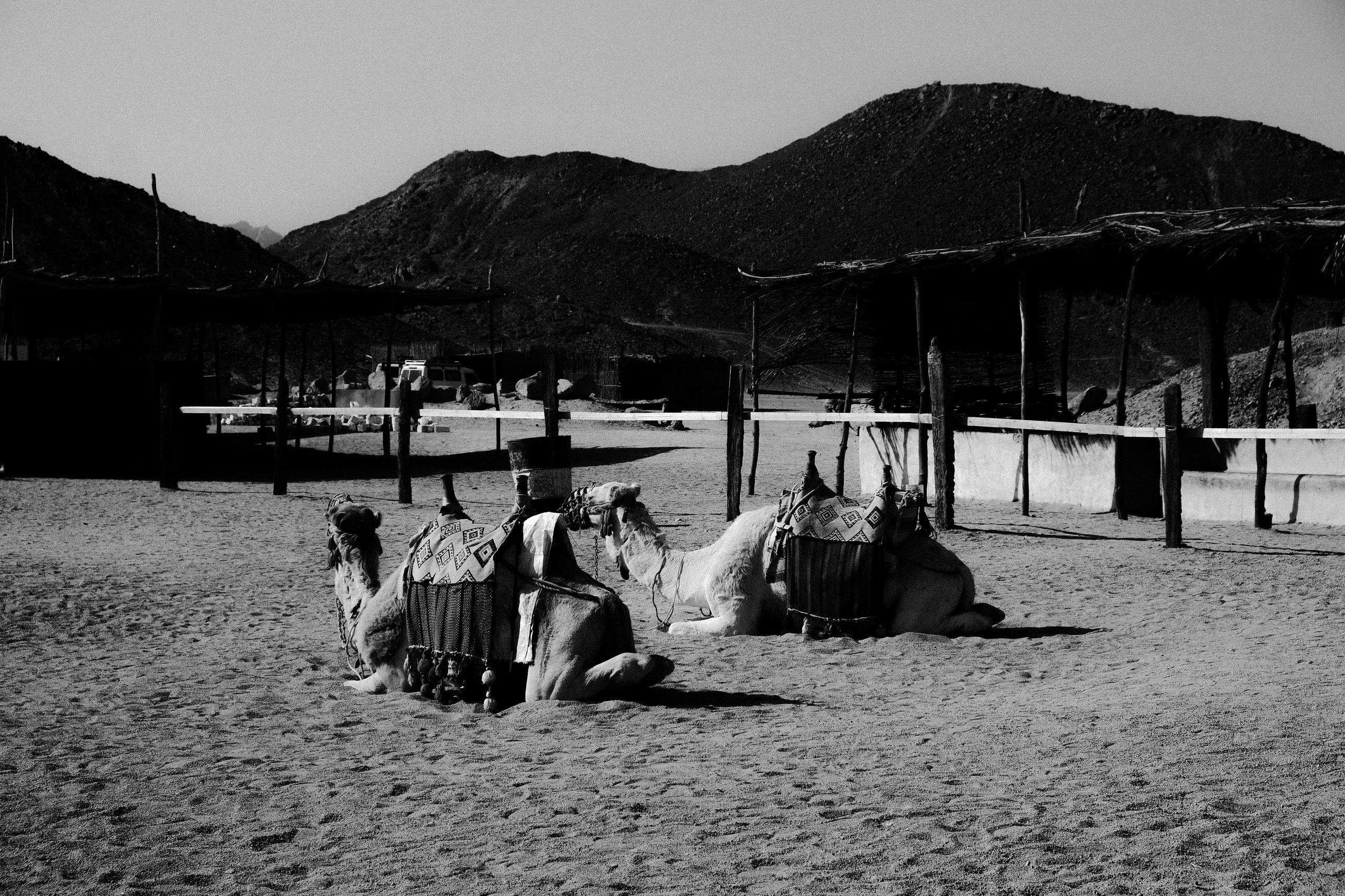 EGYPET. Фотограф в Челябинске Анастасия Синягина
