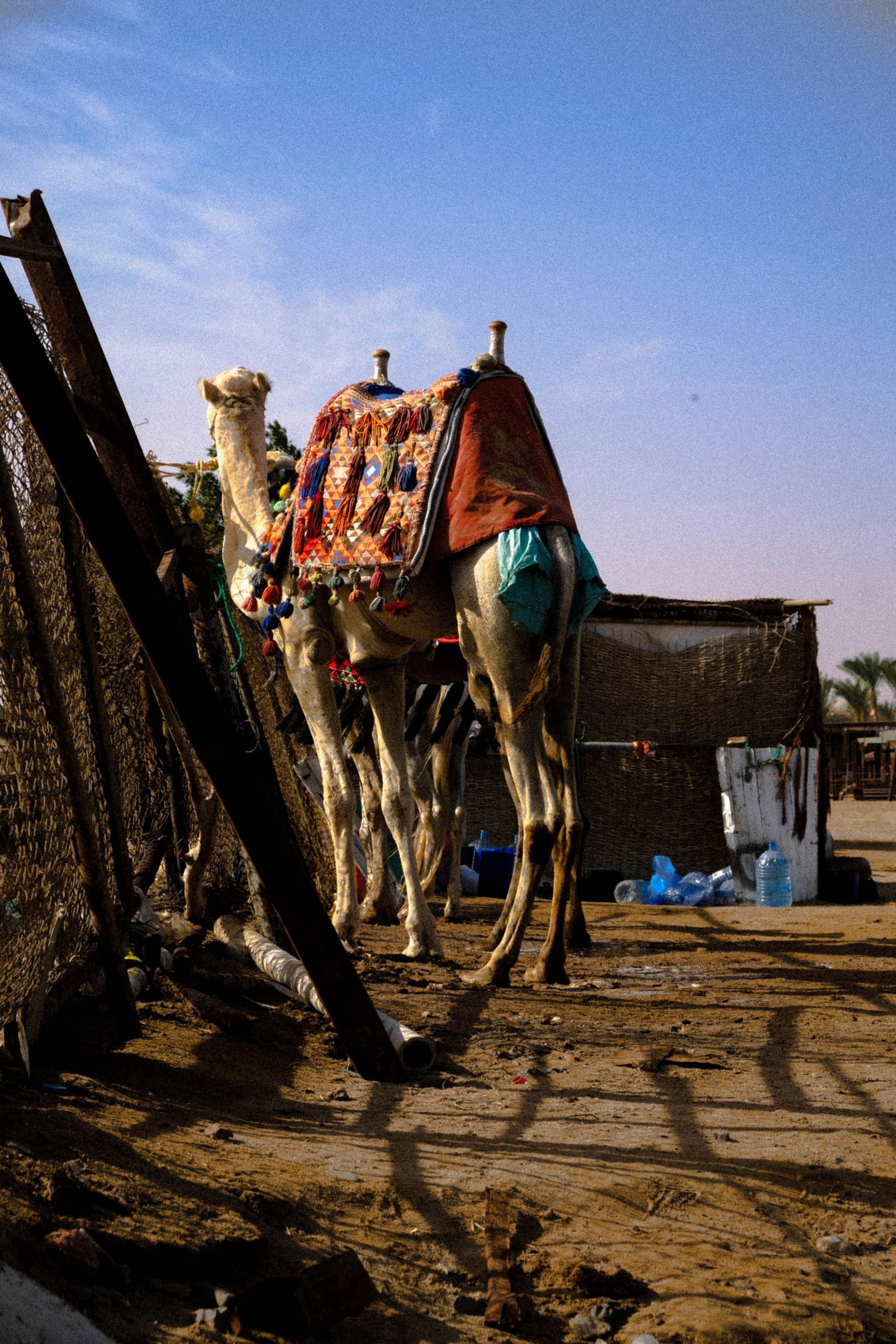 EGYPET. Фотограф в Челябинске Анастасия Синягина