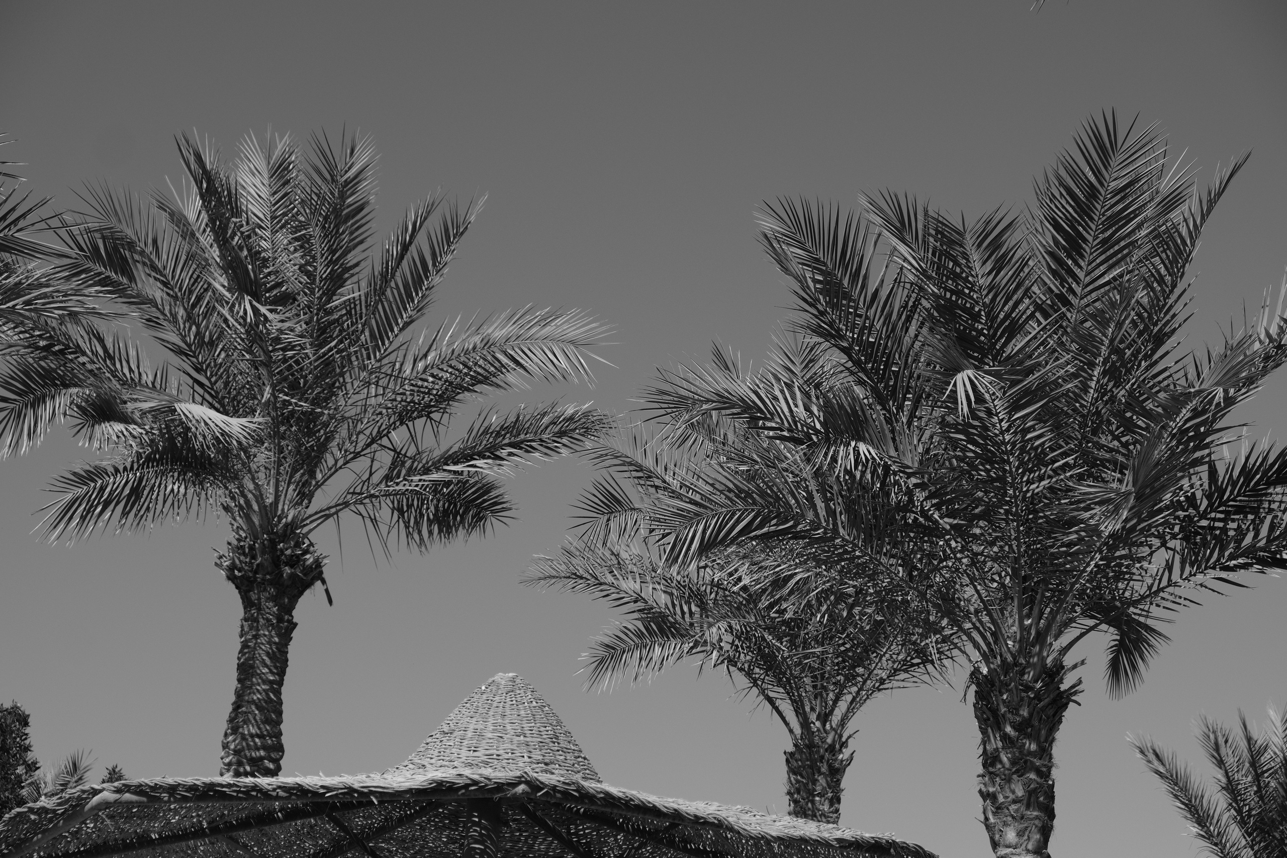 EGYPET. Фотограф в Челябинске Анастасия Синягина