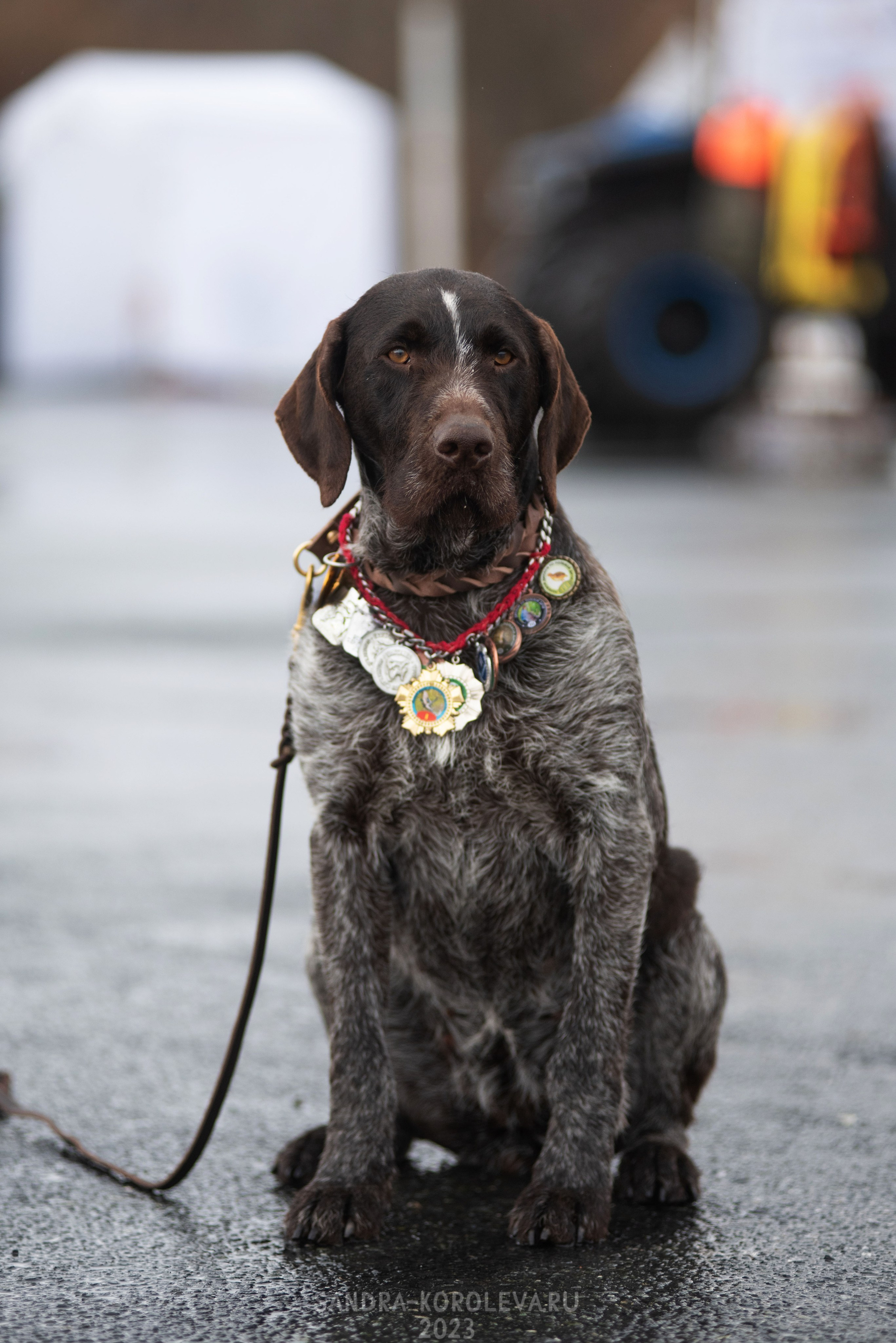 Выставки. Главная