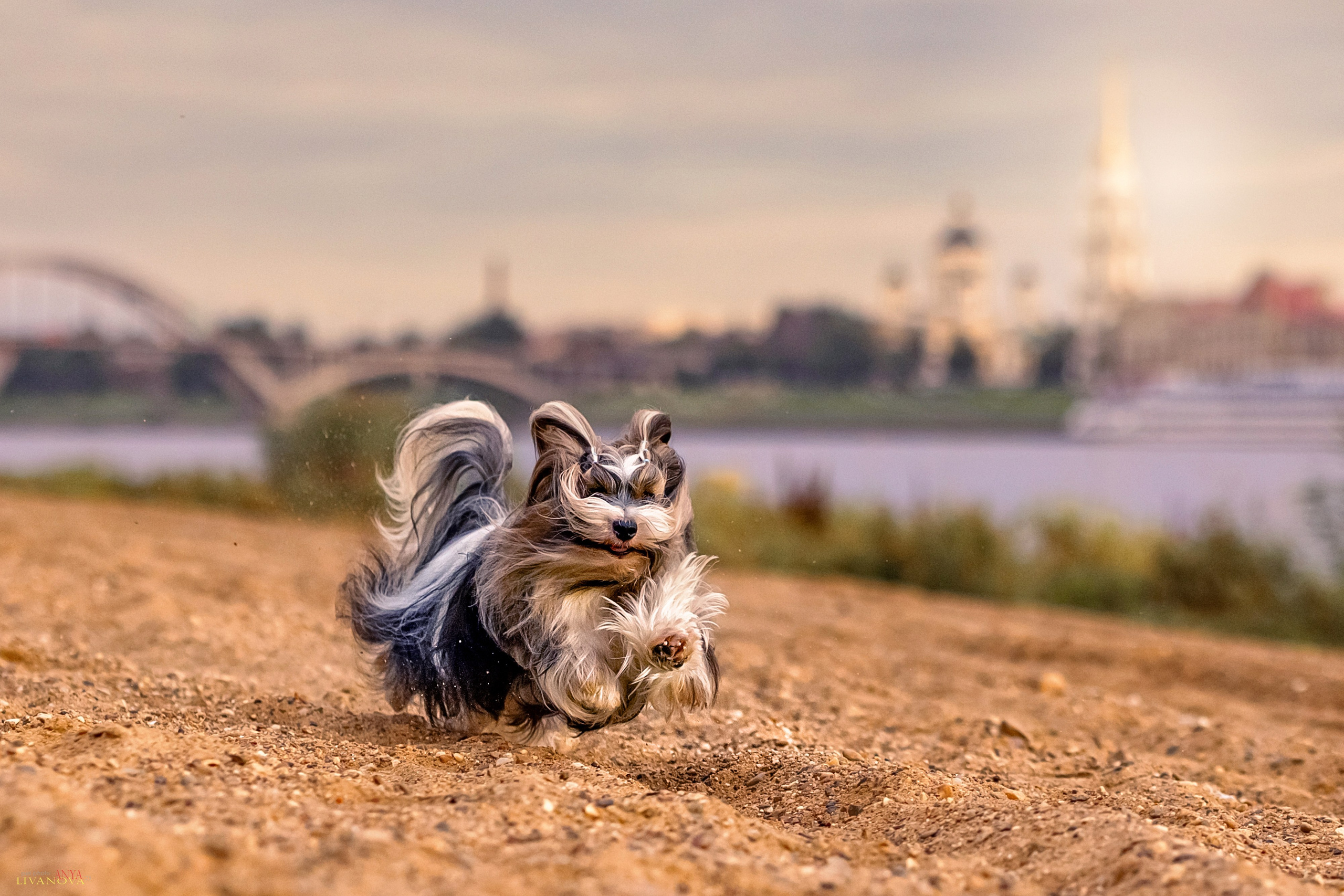 Катя + Астин и Олаф. Фотограф анималист Аня Ливанова | Рыбинск