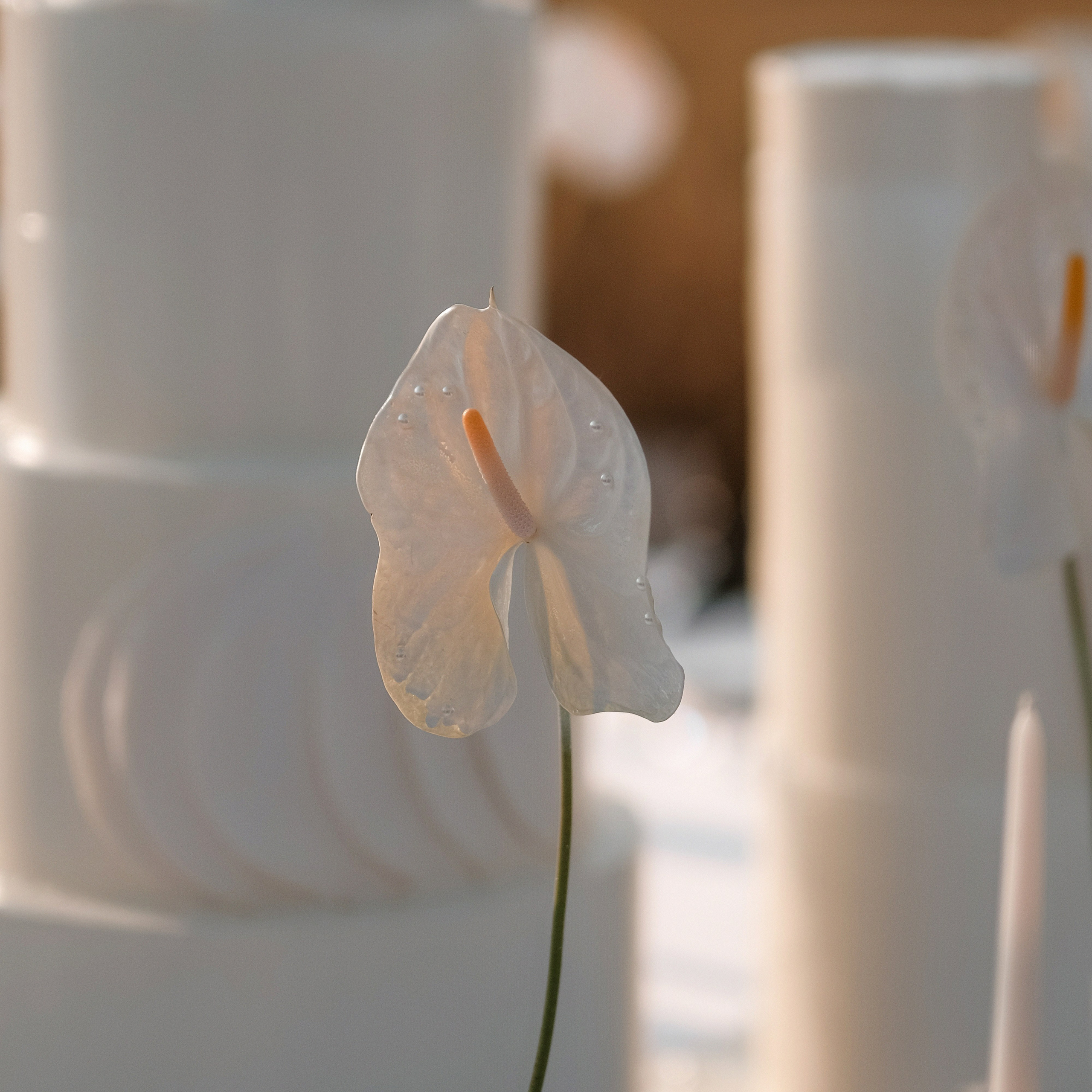 WFE. Свадебный фотограф Артем Ковалев