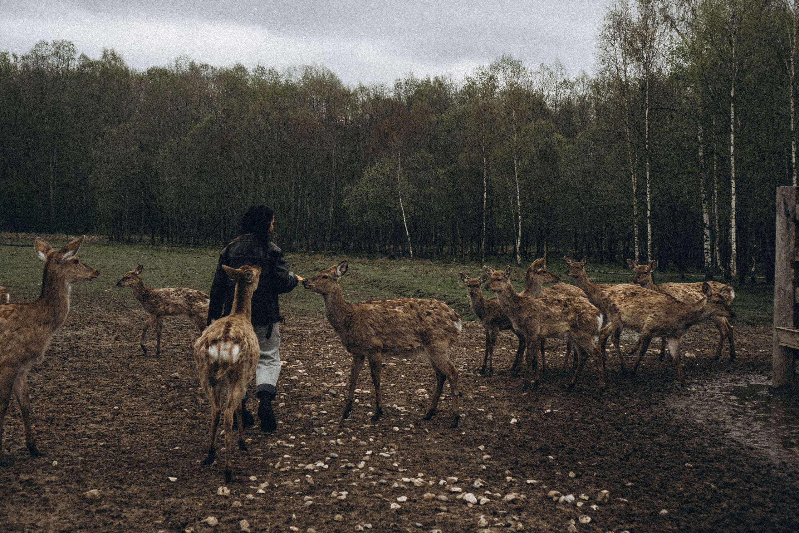 ОЛЕНЬЯ ФЕРМА В ТВЕРИ. Профессиональный фотограф, Санкт-Петербург — Виктория Богомолова