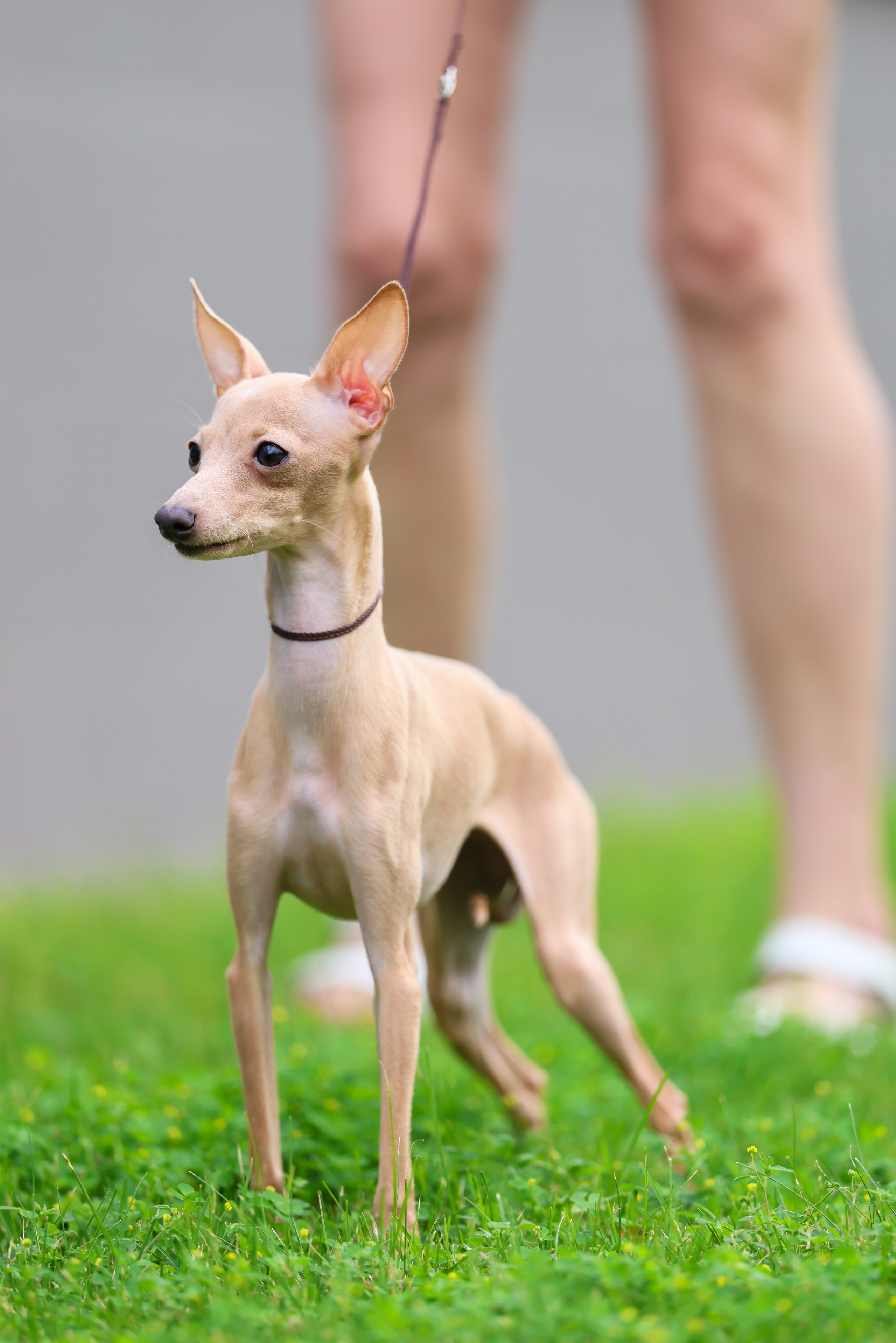 Кремовая Лекси. Professional Italian Greyhound Kennel RKF/FCI ASTI SAPPHIRE 💎 Sochi|St. Petersburg