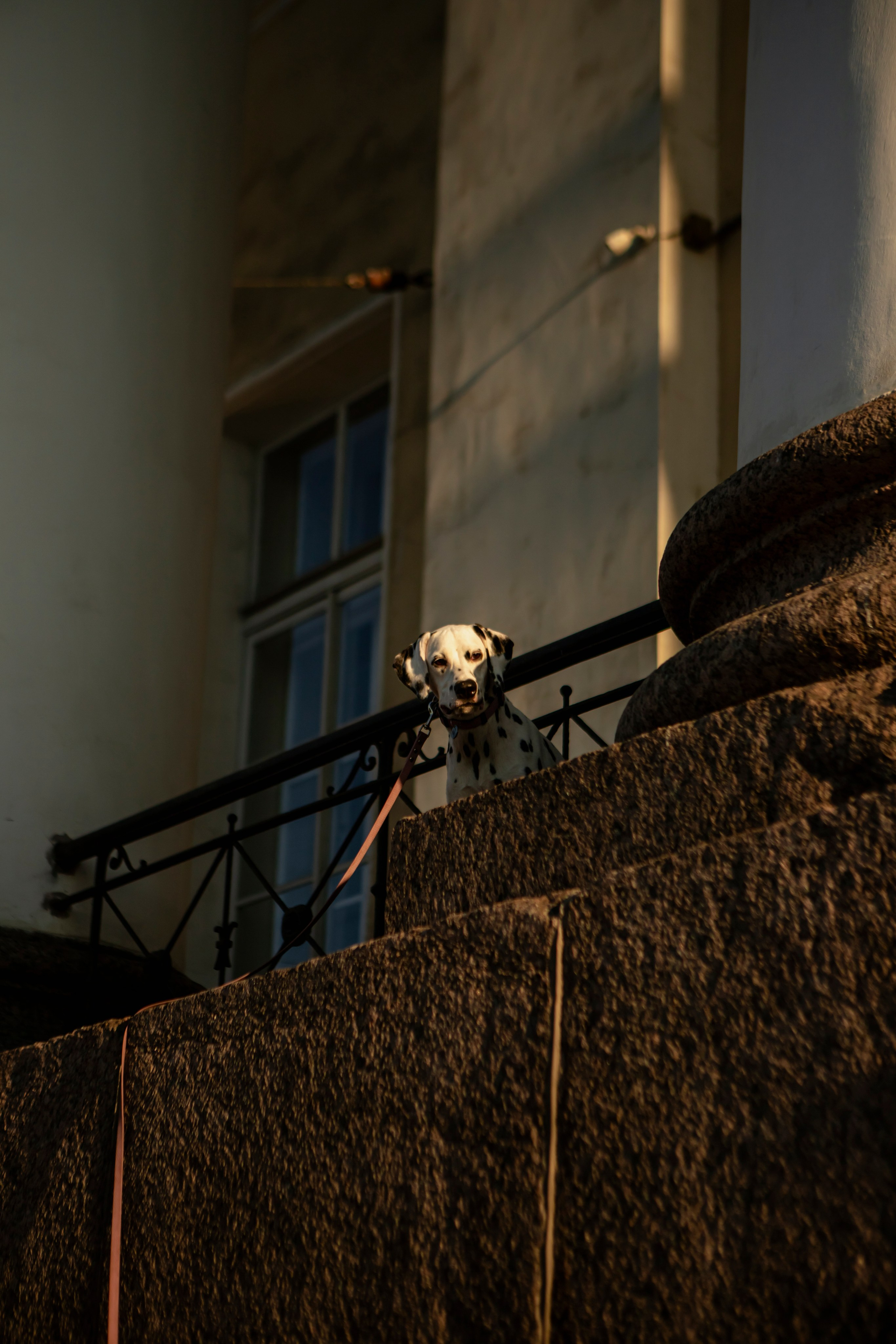 Женя и Сара. Фотограф-анималист в Санкт-Петербурге Алина Яхонт