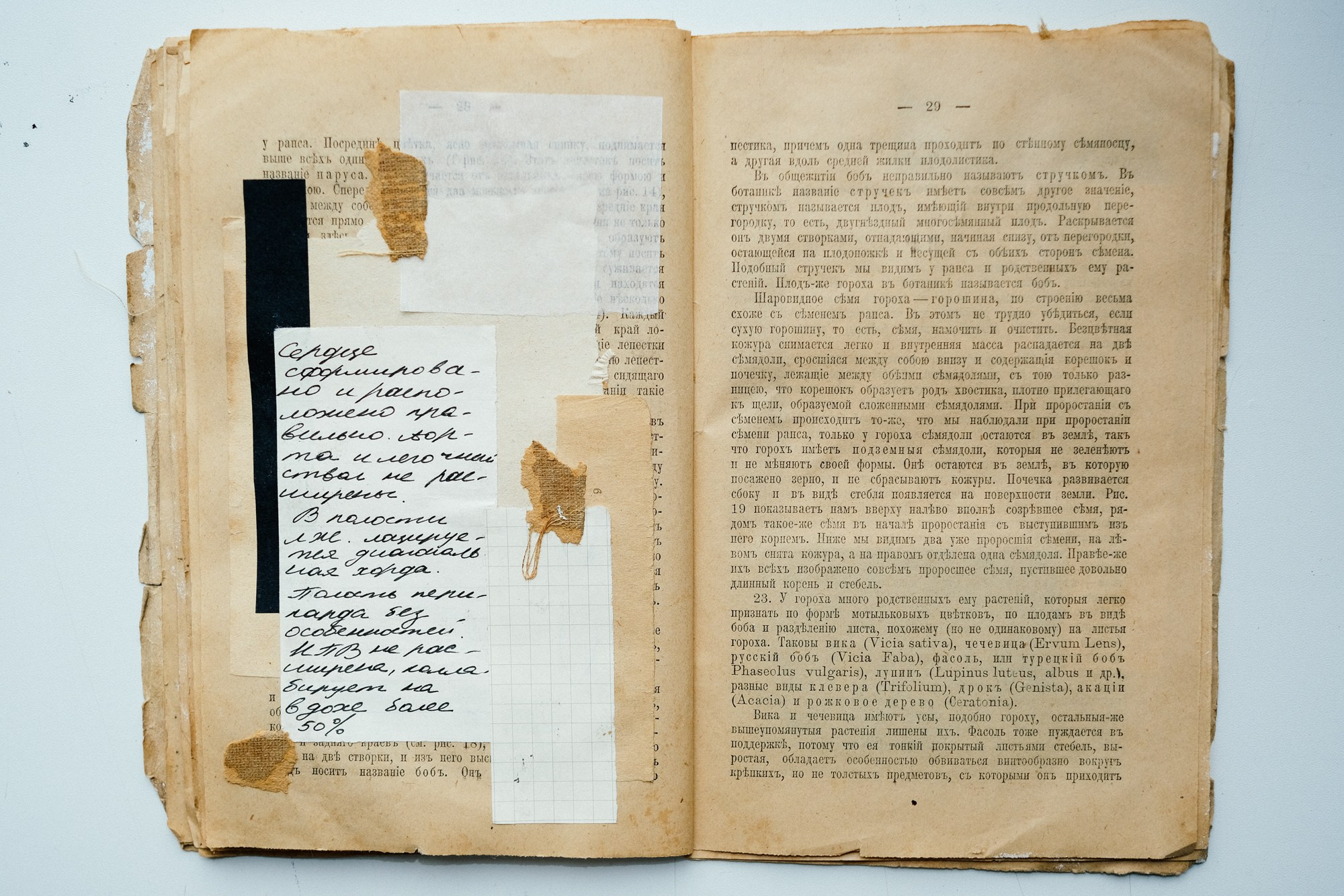 Familia Genus Exsiccata. Художница Юлия Павлова