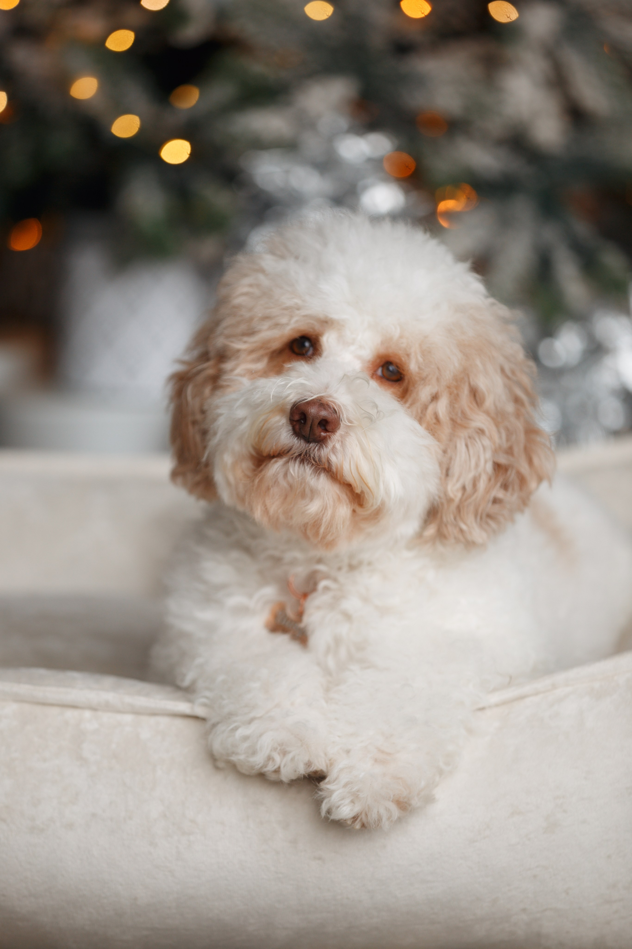 Bmbh лежанки и адресники. Фотограф анималист Кристина Карпова, Москва