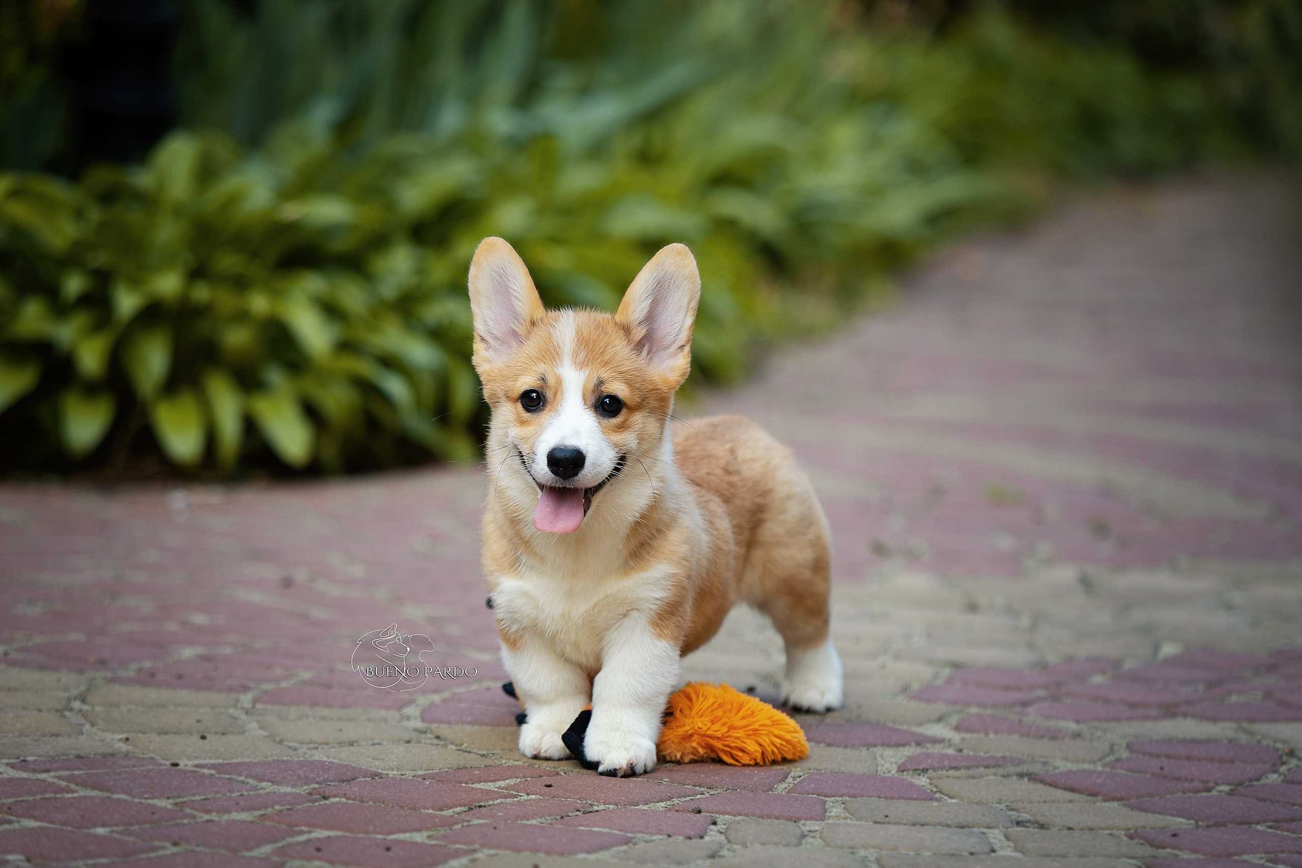 Щенки вельш корги пемброк из питомника. Питомник собак Акита, Хаски, Корги