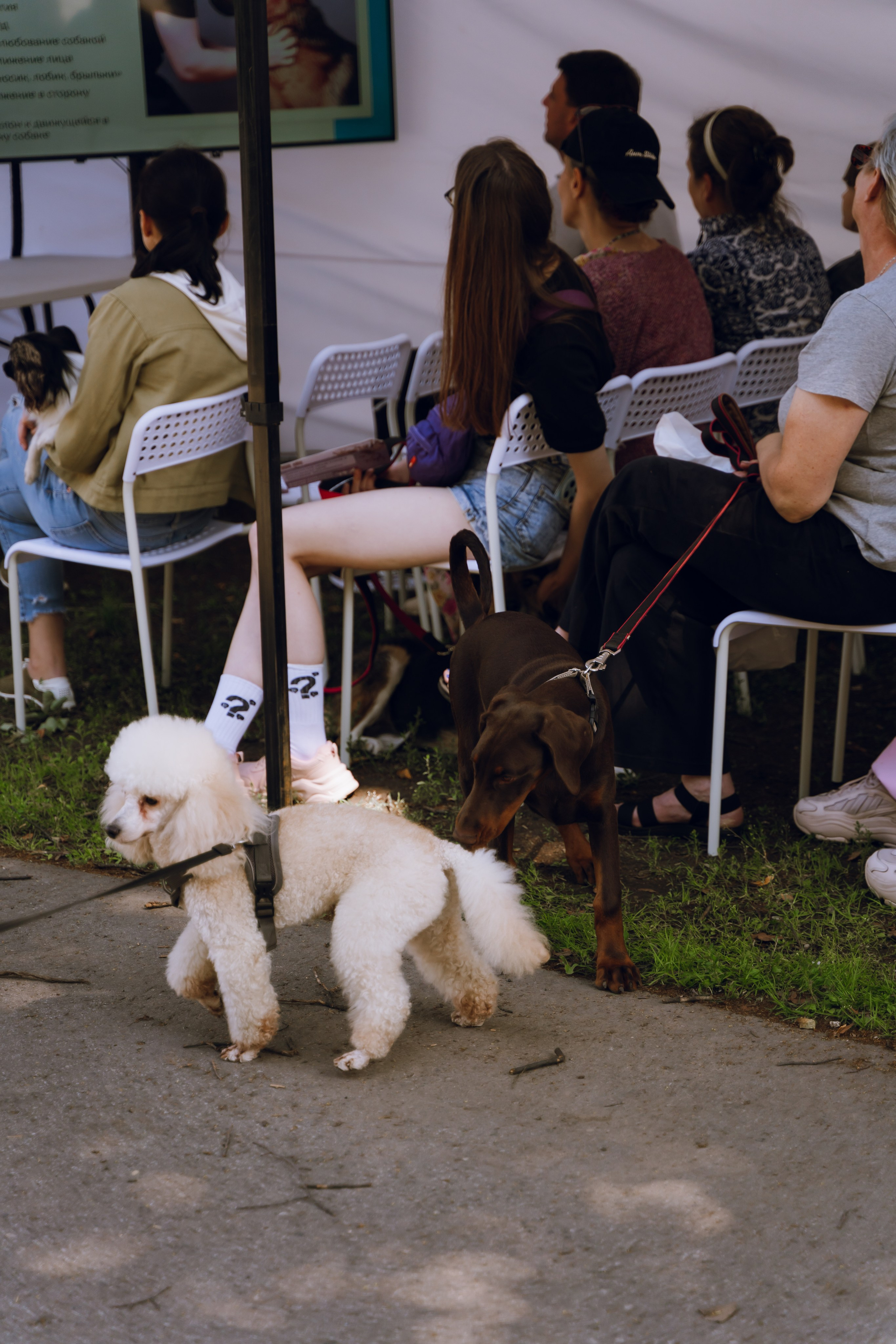 Площадка фестиваля «Мампус и его друзья» в Лесопарке 2025. Фотограф Надежда Погребняк | Рязань | Москва