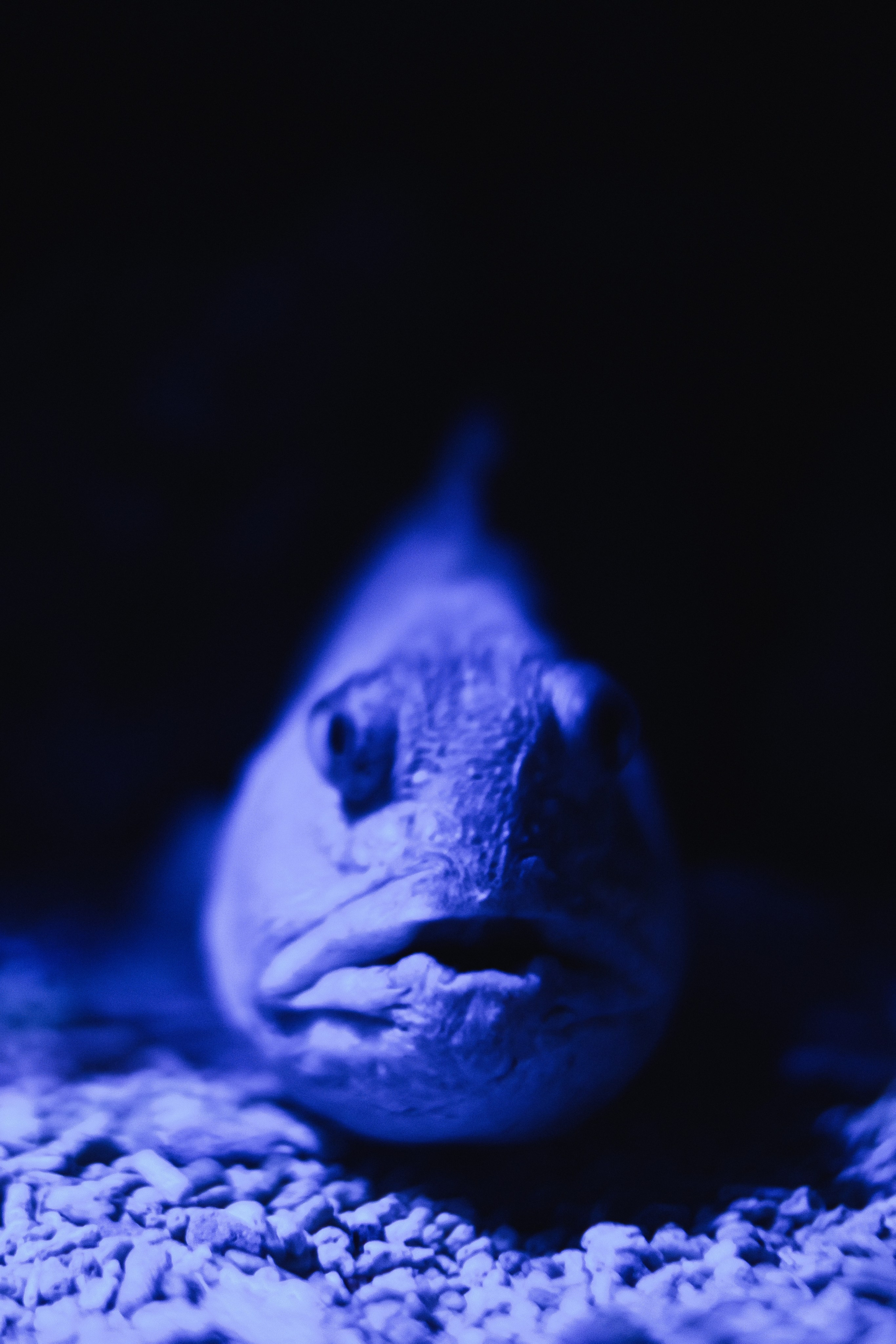 Океанариум. Фотограф Благовещенска Яна