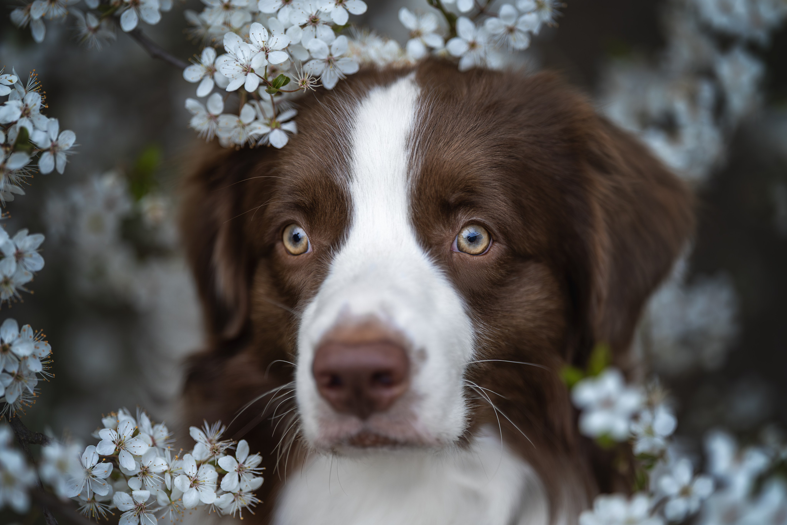 Дин, Австралийская Овчарка. Ирина Голомб|Фотограф-анималист в  Сочи и Калининграде