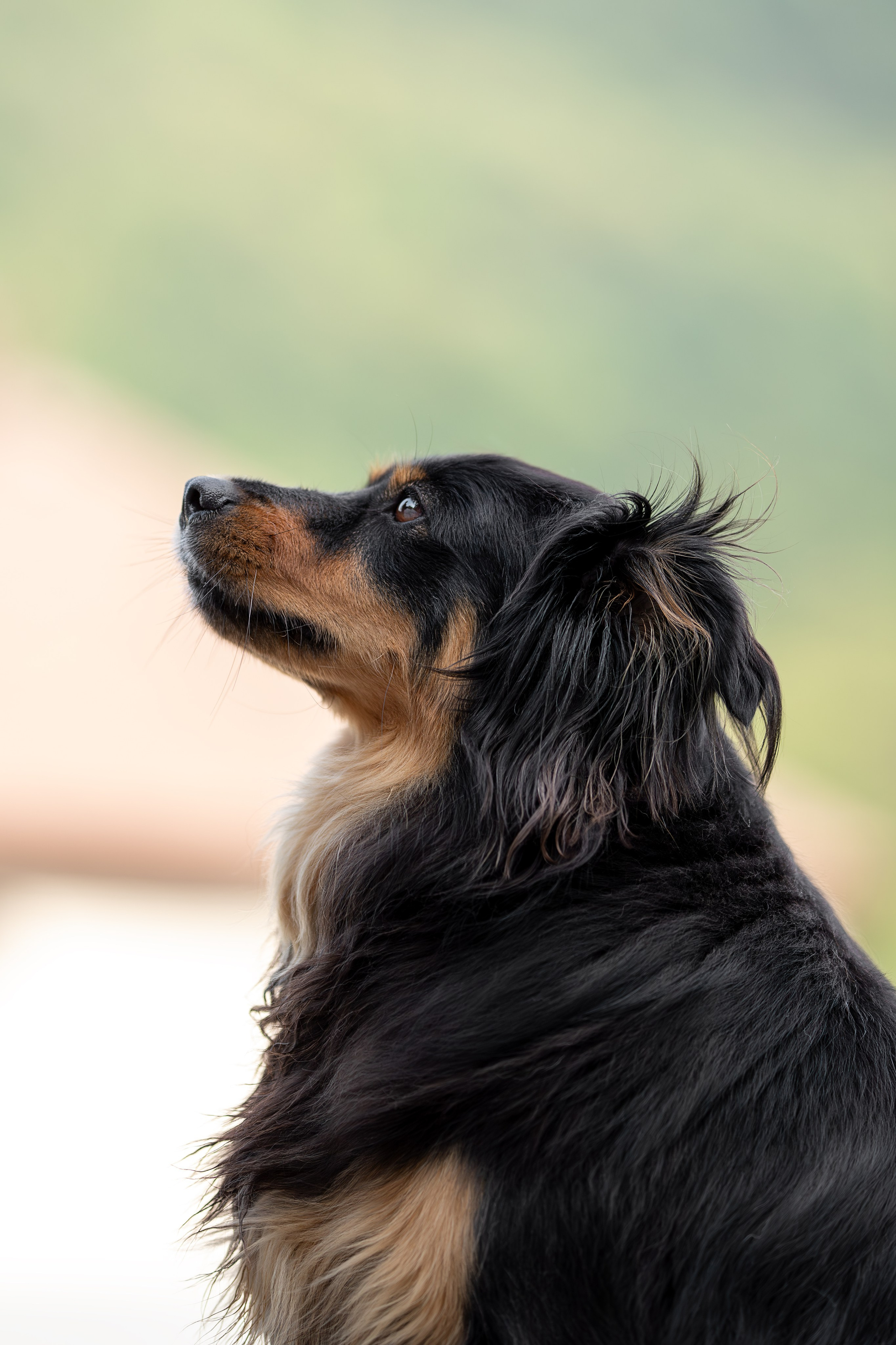 Мини-приют «Возрождение». Ирина Голомб|Фотограф-анималист в  Сочи и Калининграде