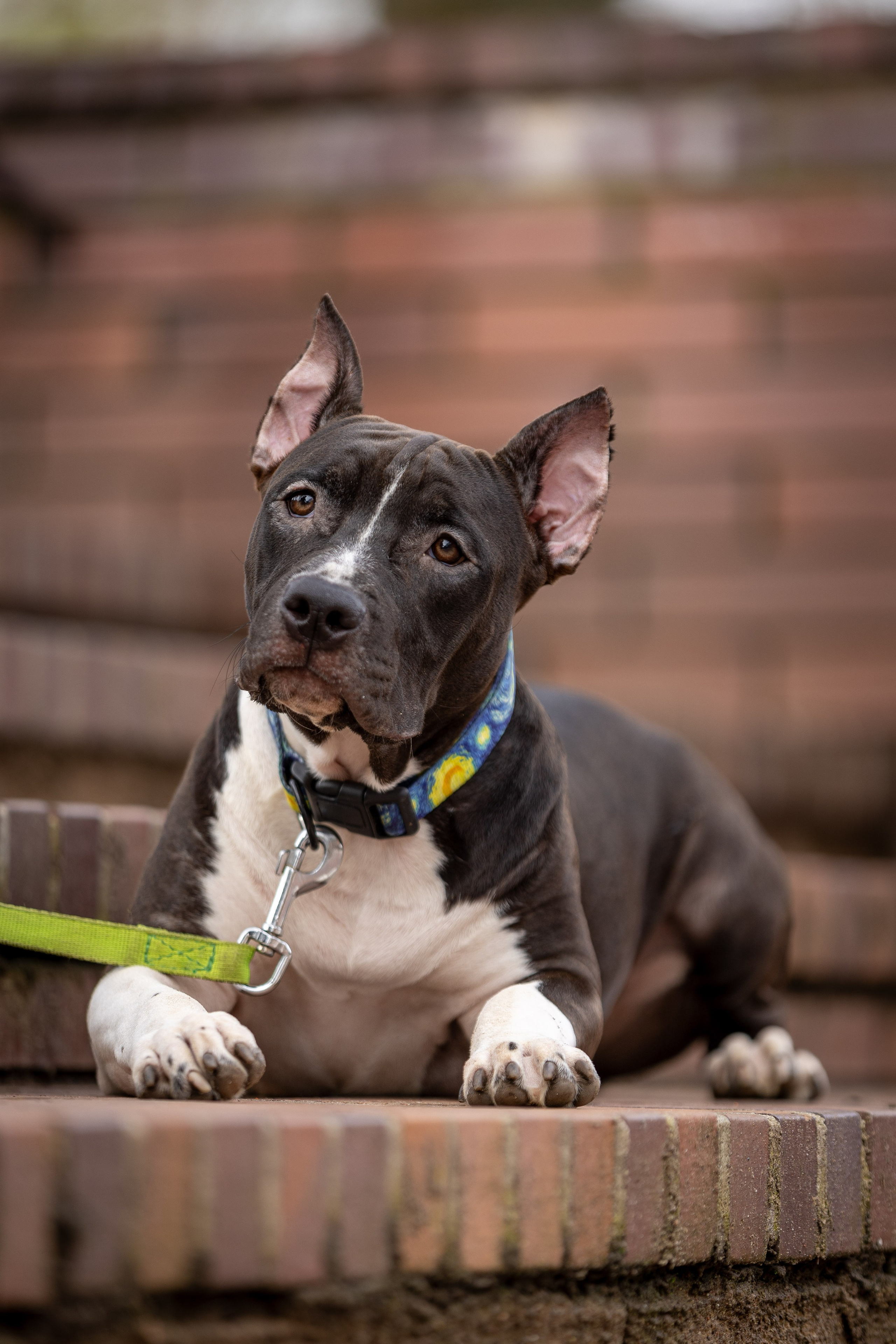 Афина и Мора, Стаффорды. Ирина Голомб|Фотограф-анималист в  Сочи и Калининграде