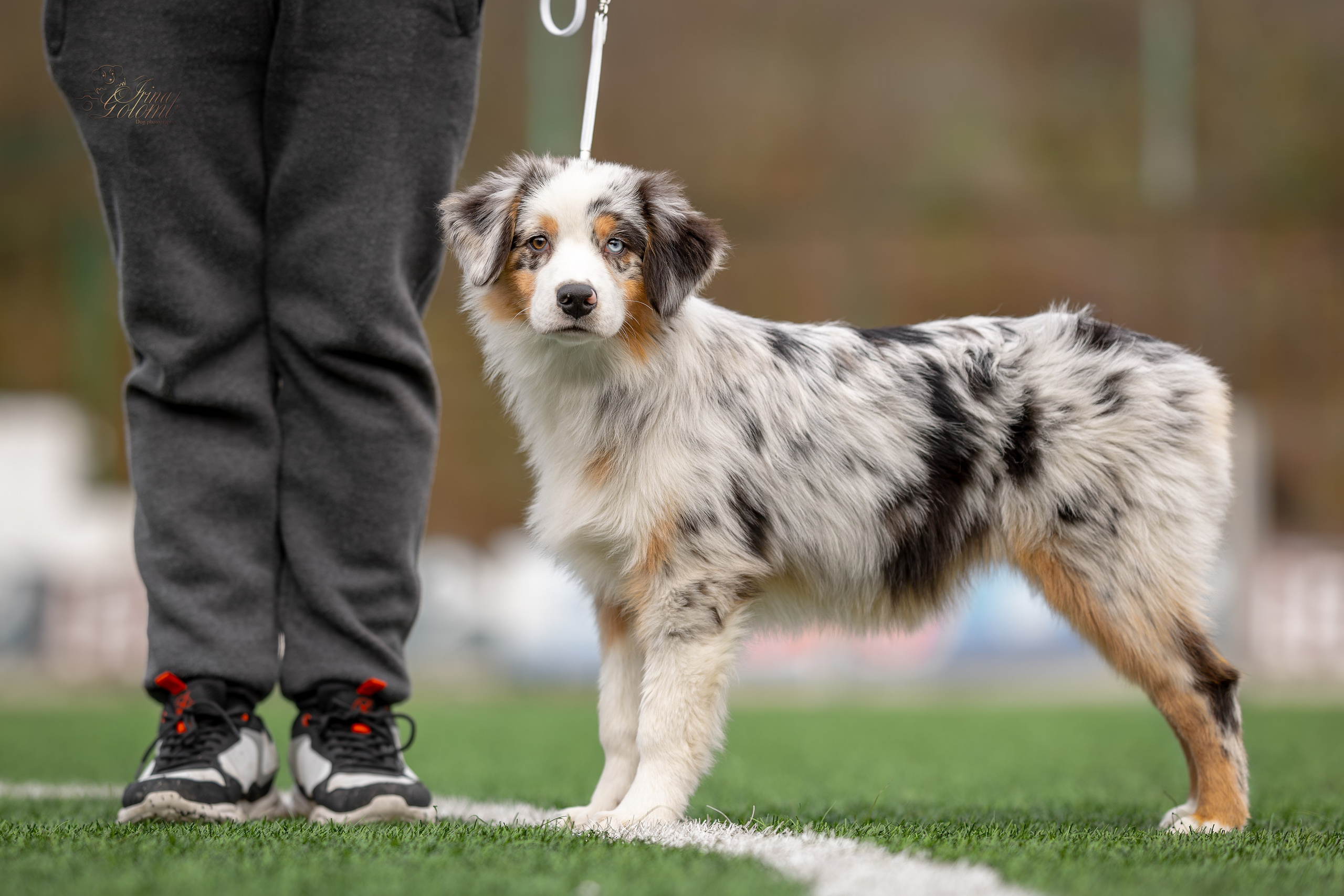 Выставка 17.12.23. Ирина Голомб|Фотограф-анималист в  Сочи и Калининграде