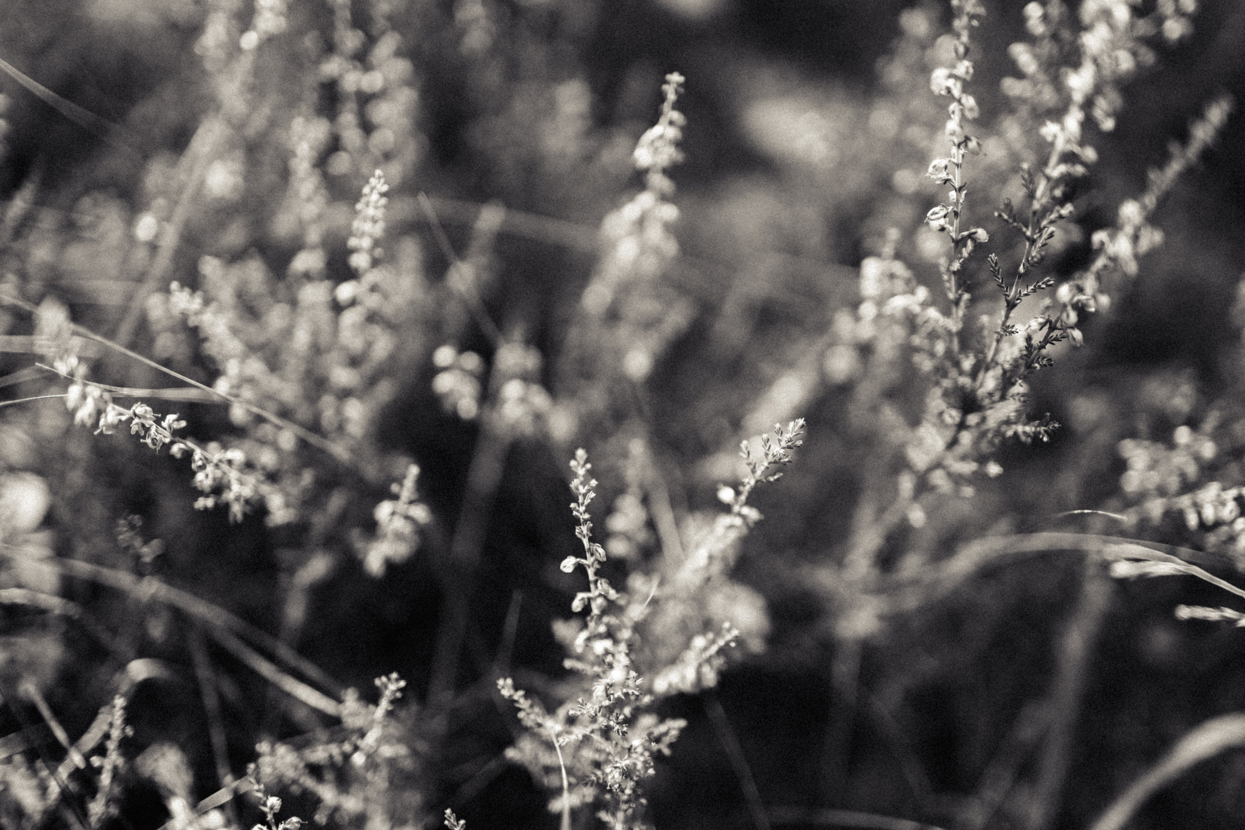 Череповец. Анна Мильч