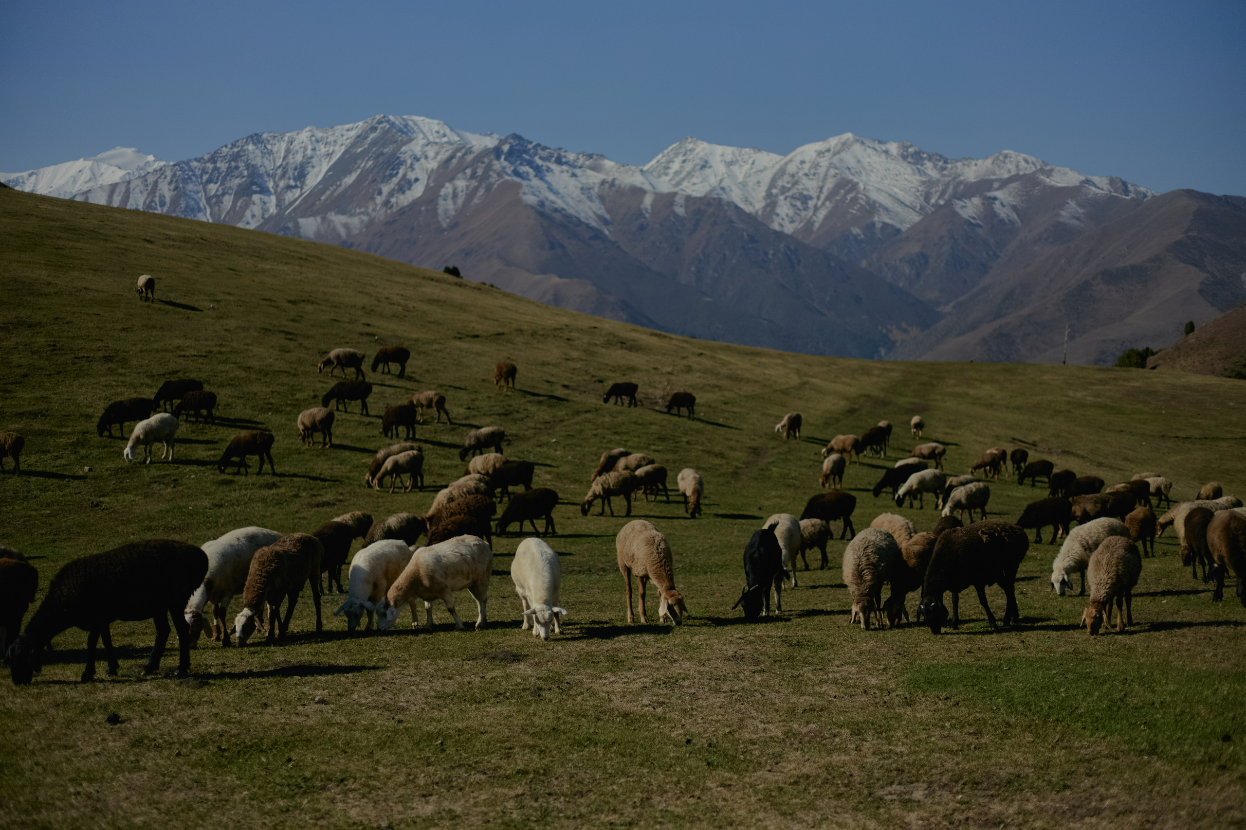 Кыргызтан. Профессиональный Фотограф во Владимире, в Москве и в Суздале — Полина Романычева