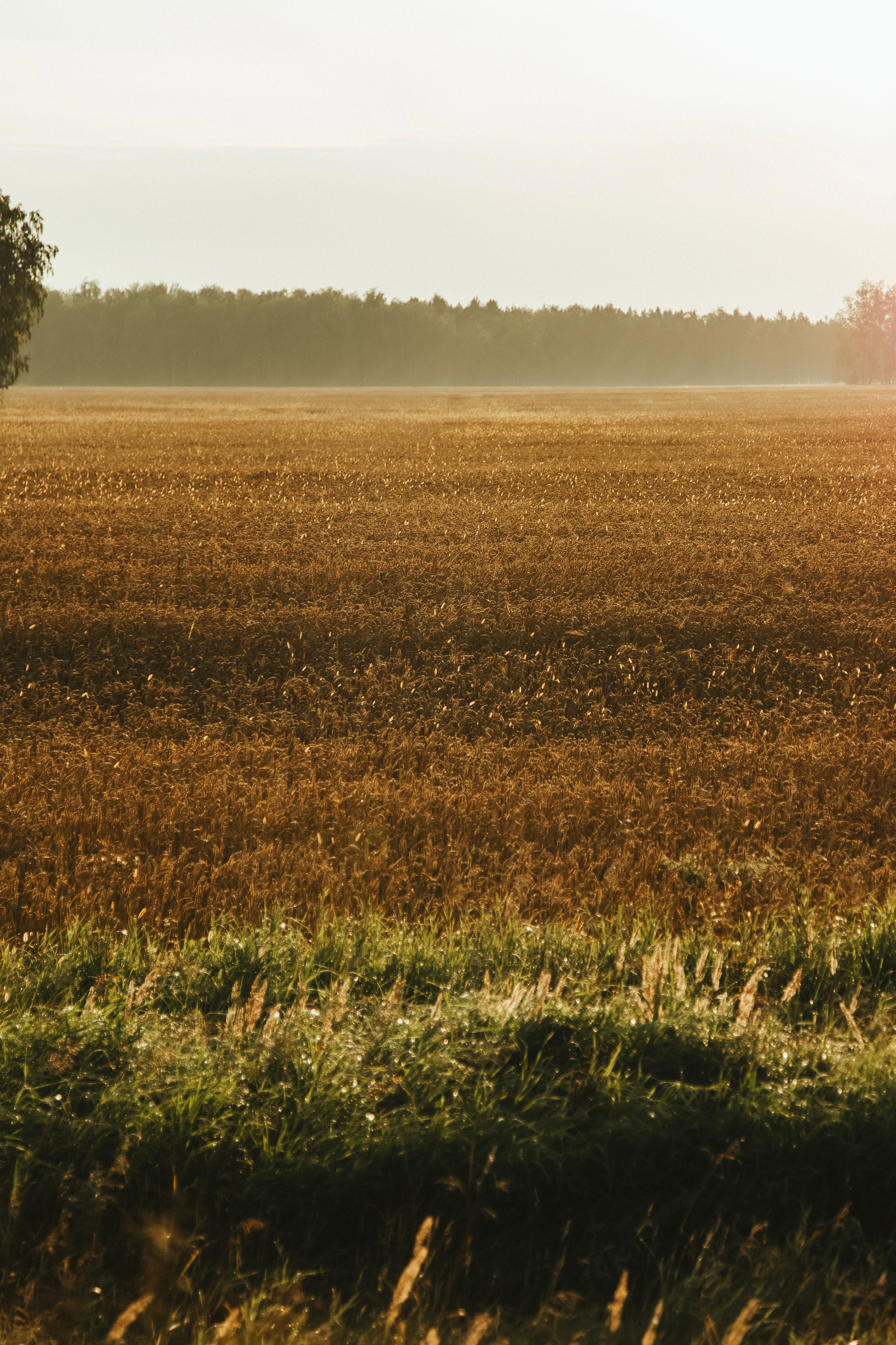 Dima & Tanya. Фотограф Иван Гуляев