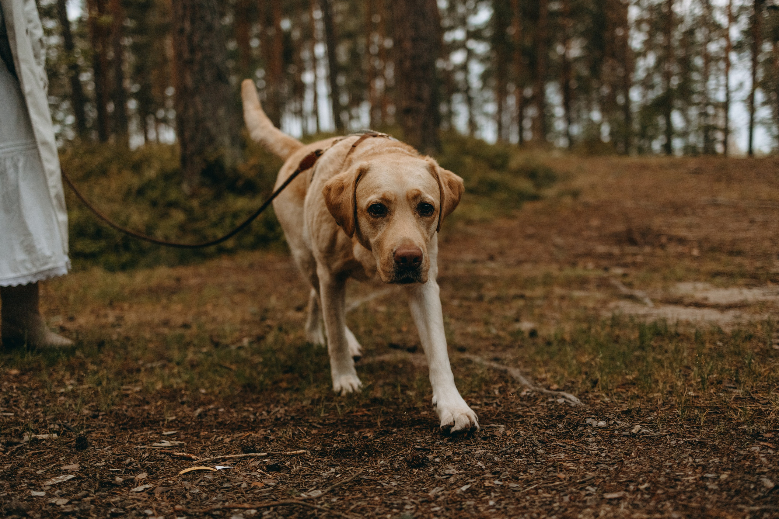Наташа и Шани. Фотограф — Анималист | Санкт-Петербург