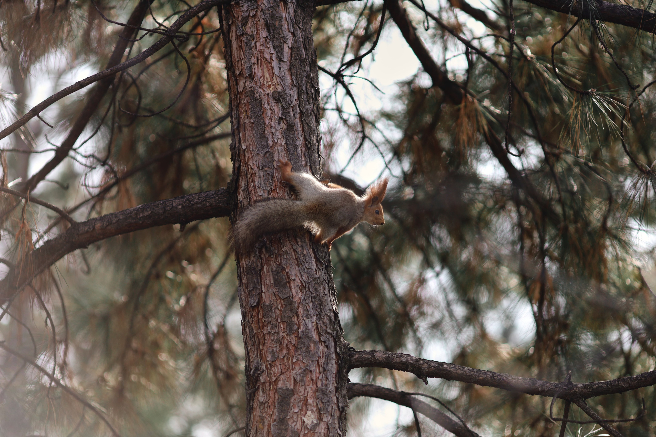 Фотография белка