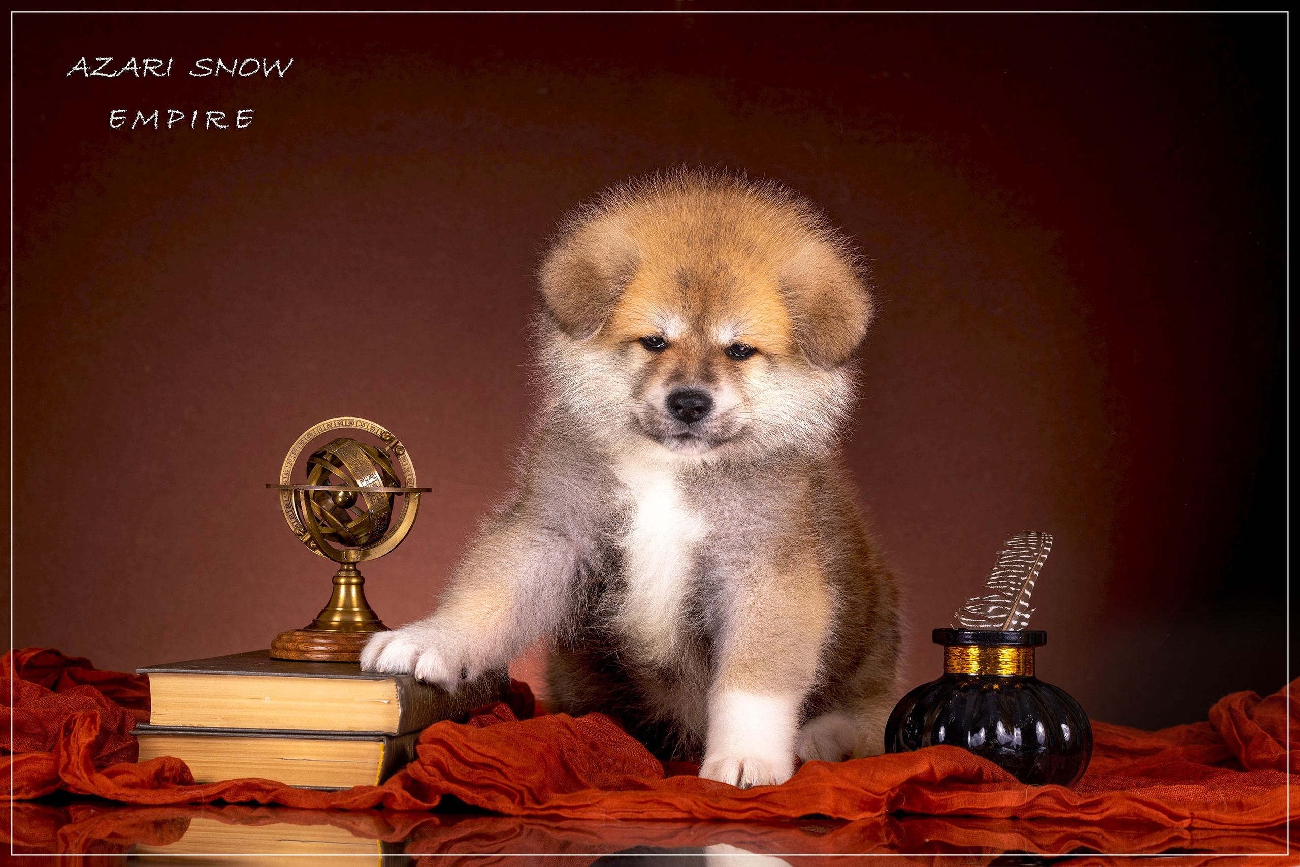 Галерея щенков. Фотограф-анималист в Омске Екатерина Маричева