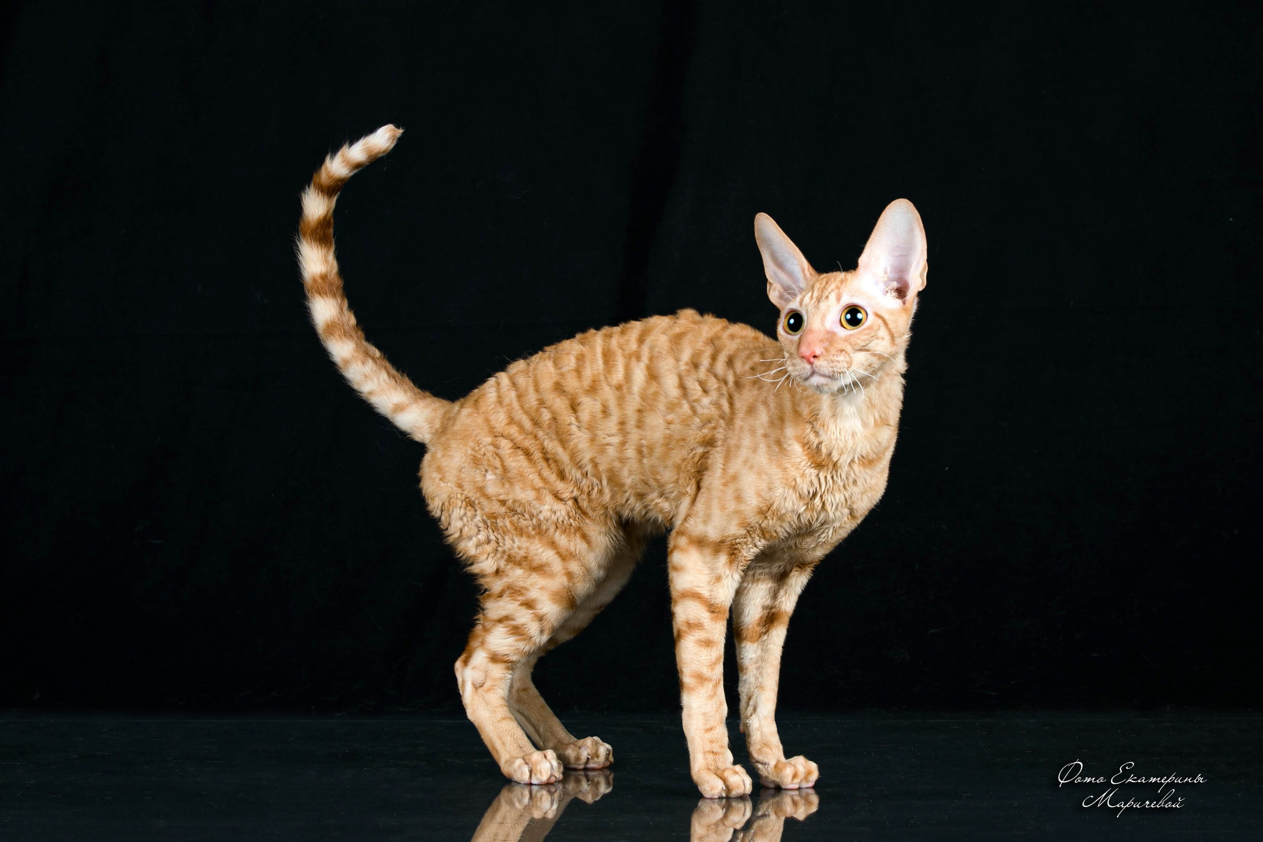 Стендовая съёмка на выставках кошек. Фотограф-анималист в Омске Екатерина Маричева