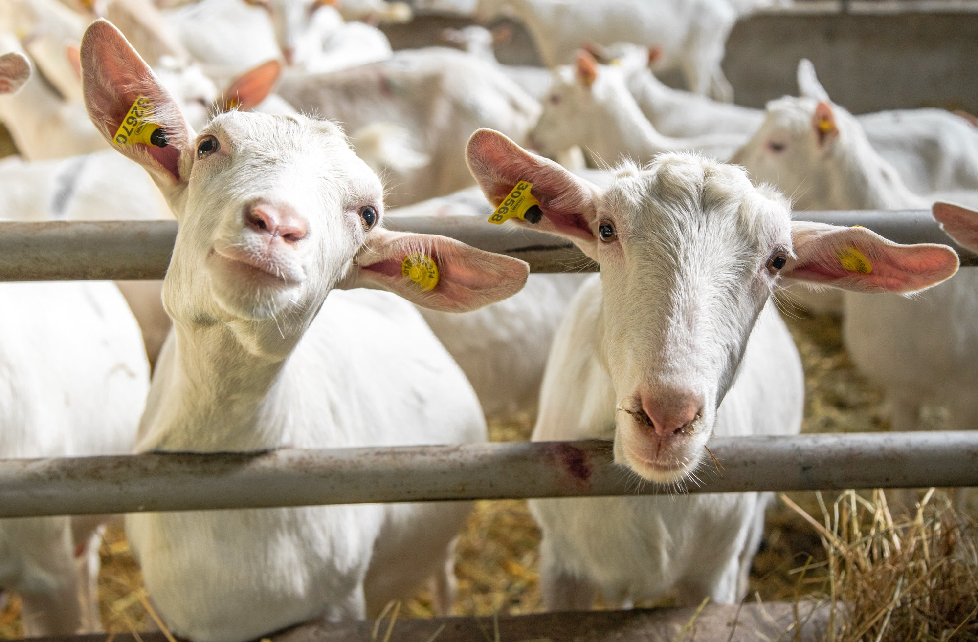 Козья ферма. Репортажный, промышленный и маркетплейс-фотограф Дмитрий Чернат