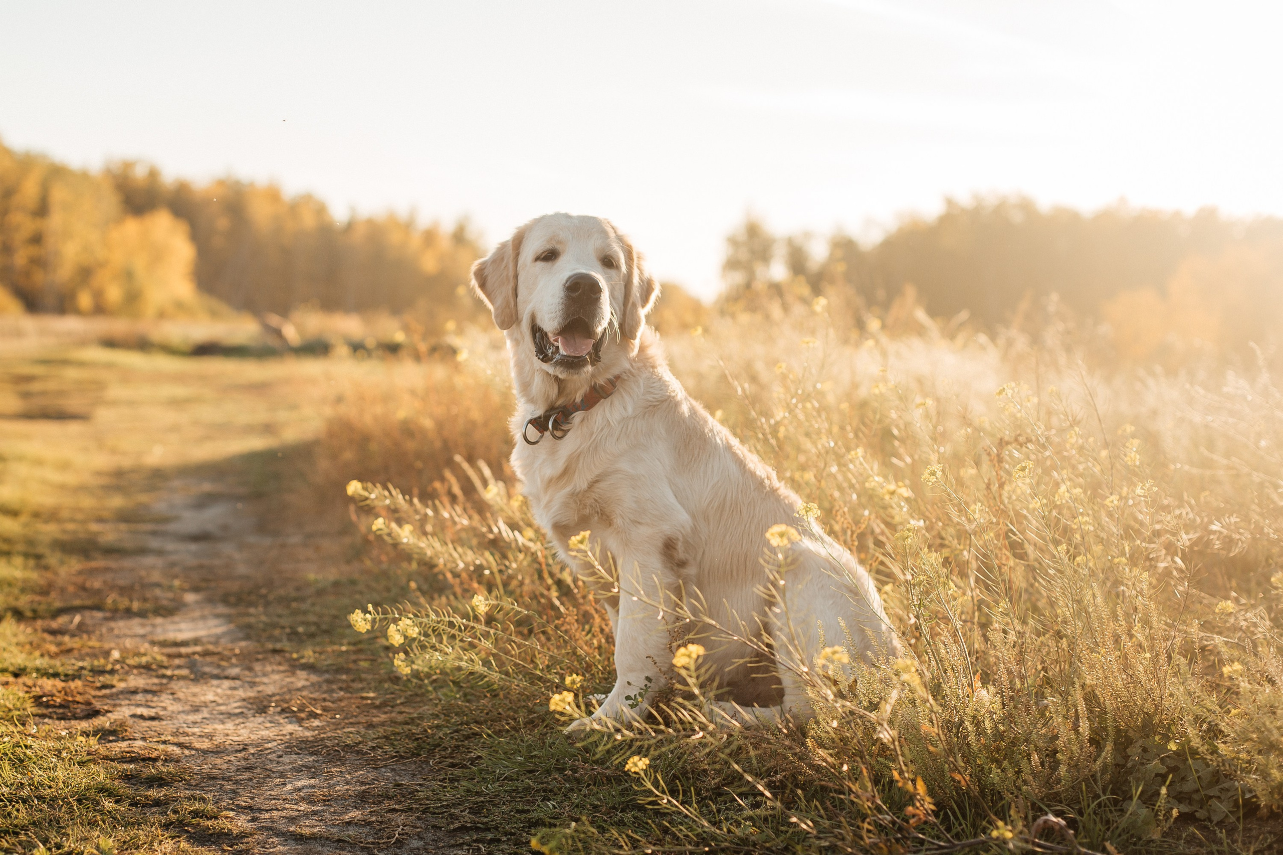 Краш. Питомник Грааль Гардарика