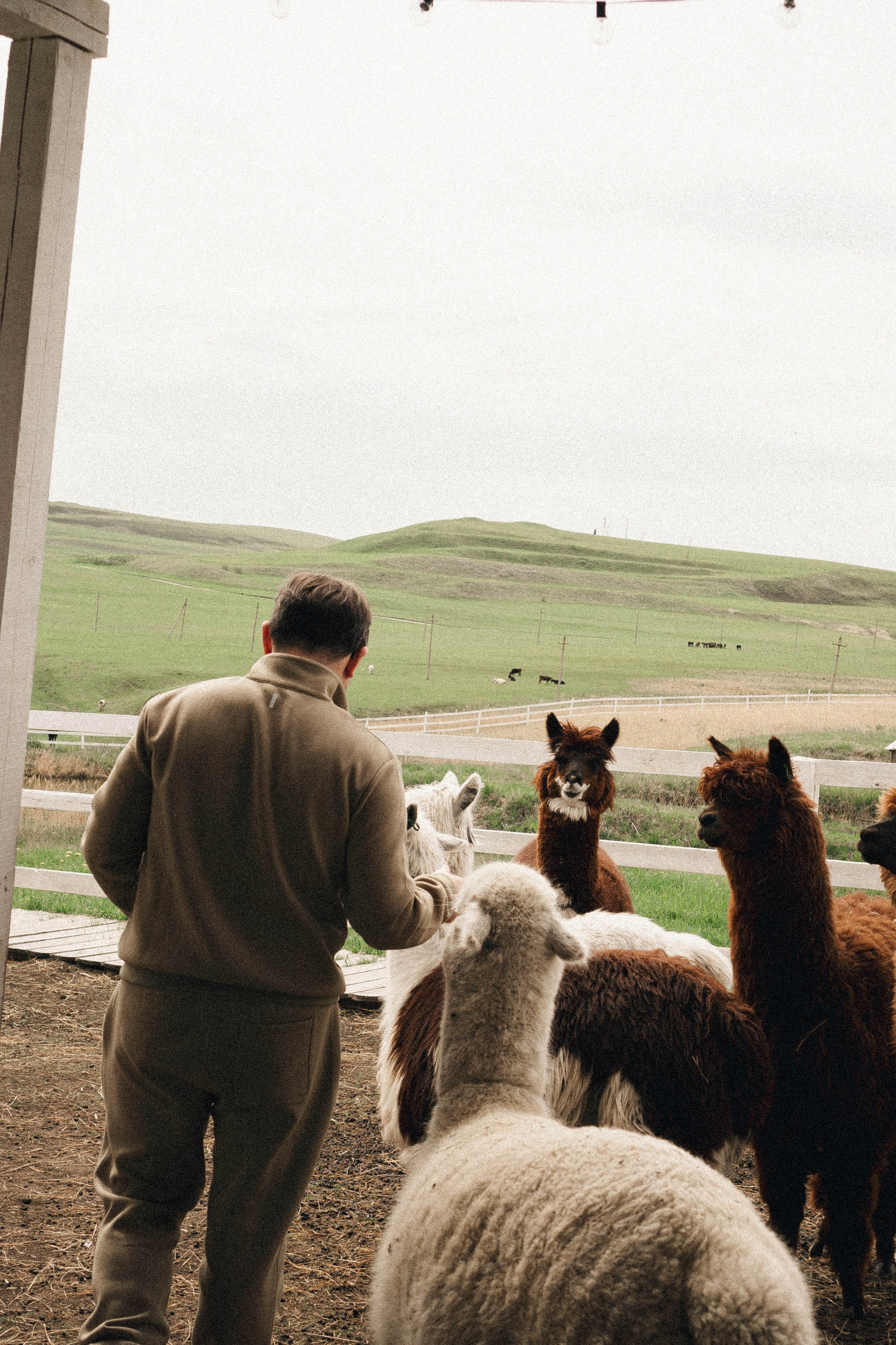 Ферма Альпак. Профессиональный фотограф, Санкт-Петербург — Виктория Богомолова