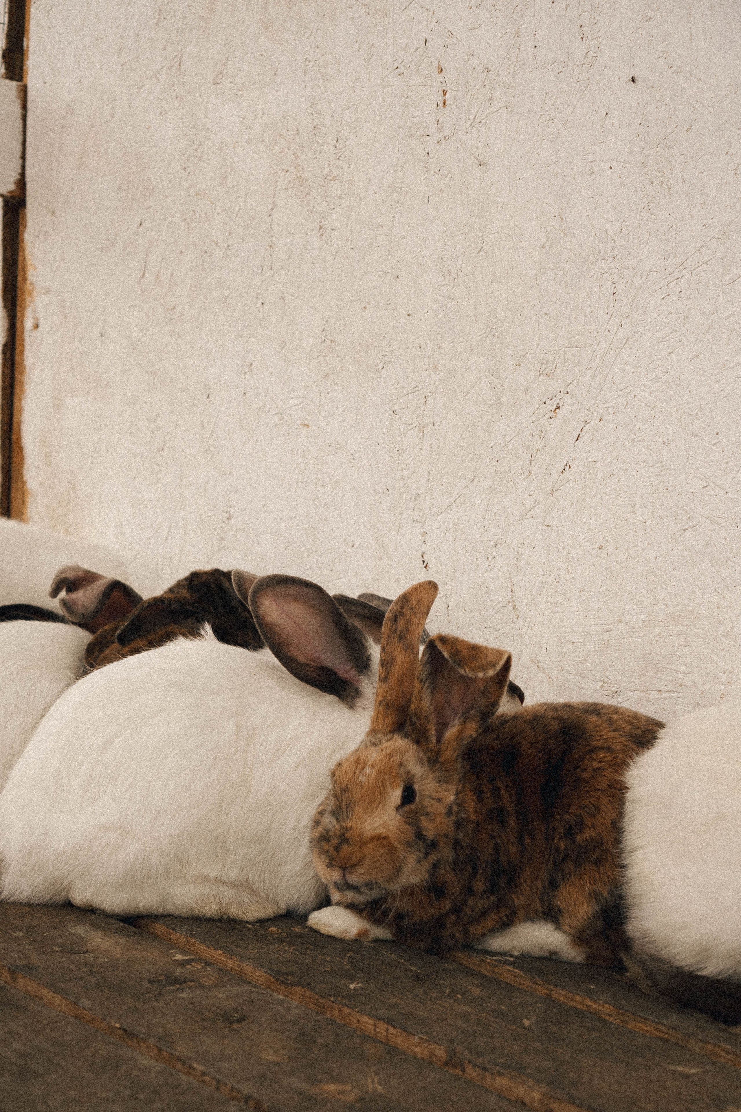 Ферма Альпак. Профессиональный фотограф, Санкт-Петербург — Виктория Богомолова