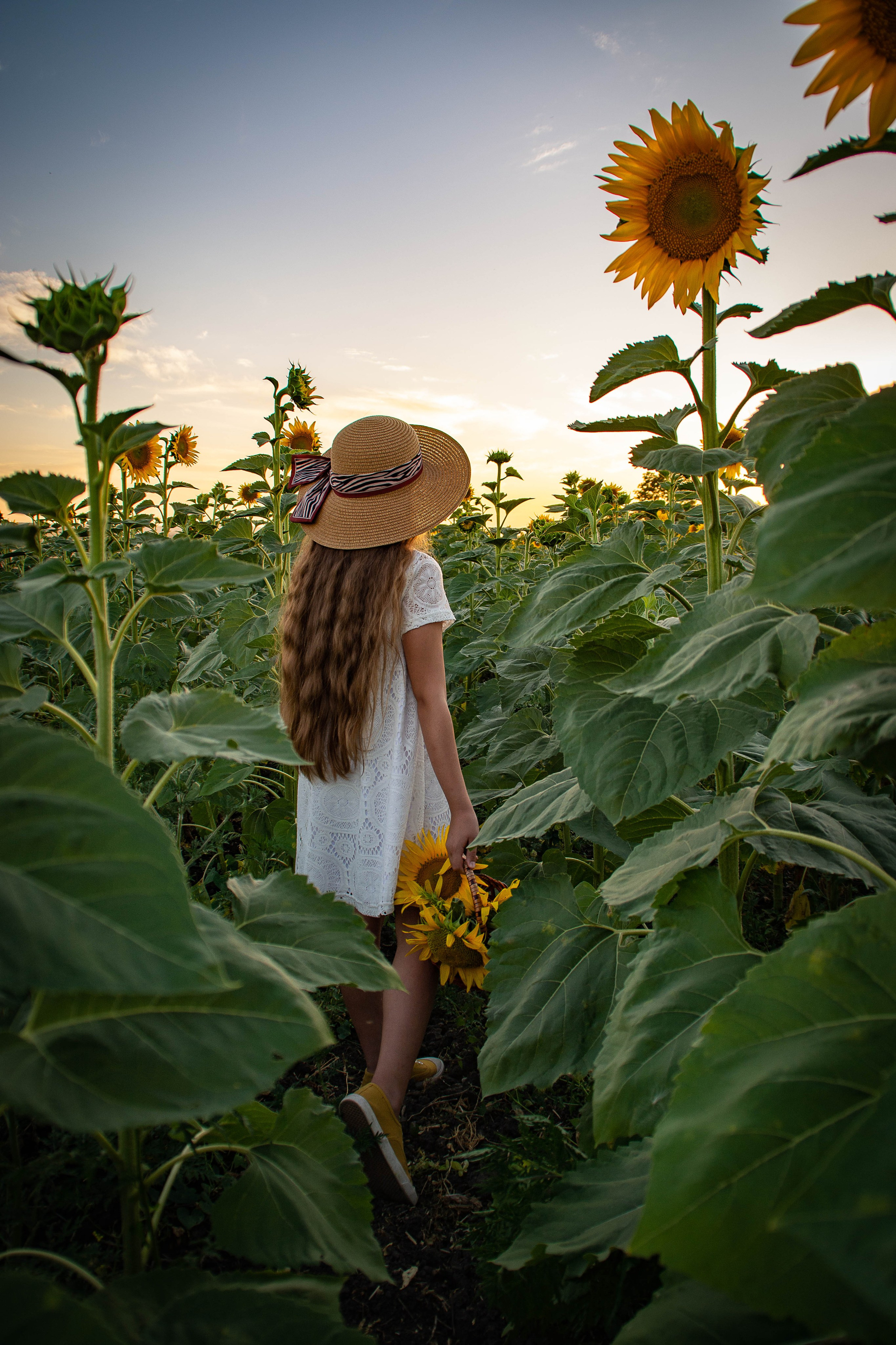 Подсолнухи. Елена Волкова семейный фотограф в станице Гостагаевской города-курорта Анапа