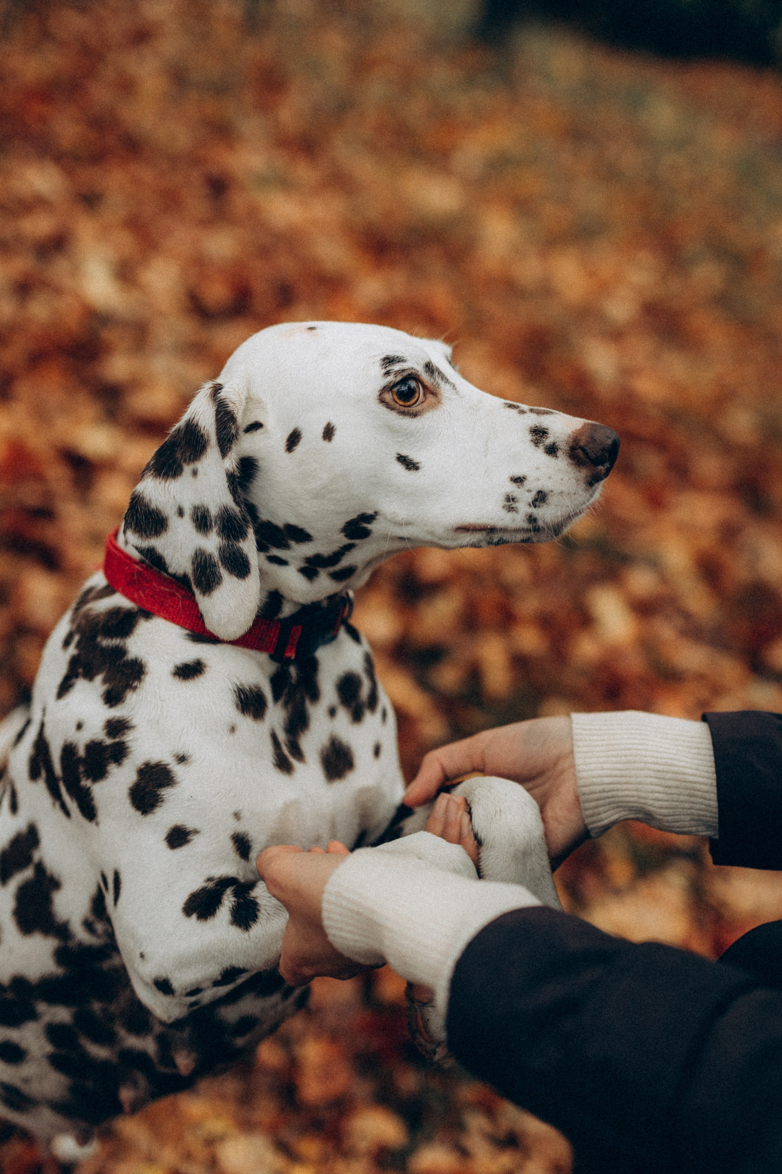 Анфиса & Нисма. Фотограф НОГИНСК, Москва, Анастасия Белая
