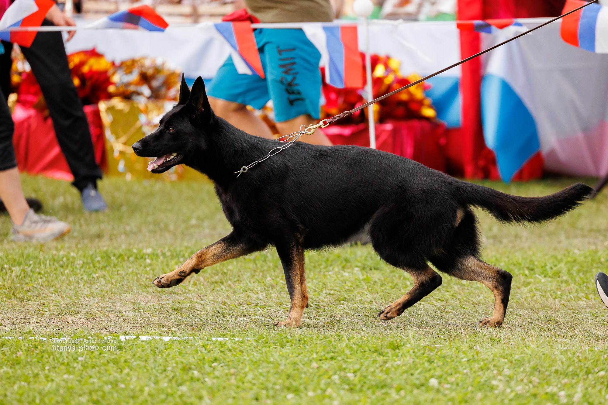 Немецкие овчарки: фото из рингов и вне ринга, мутпроба (фотографии с выставок). Фотограф собак, фотограф-анималист Аня Титова (Titanya). Москва