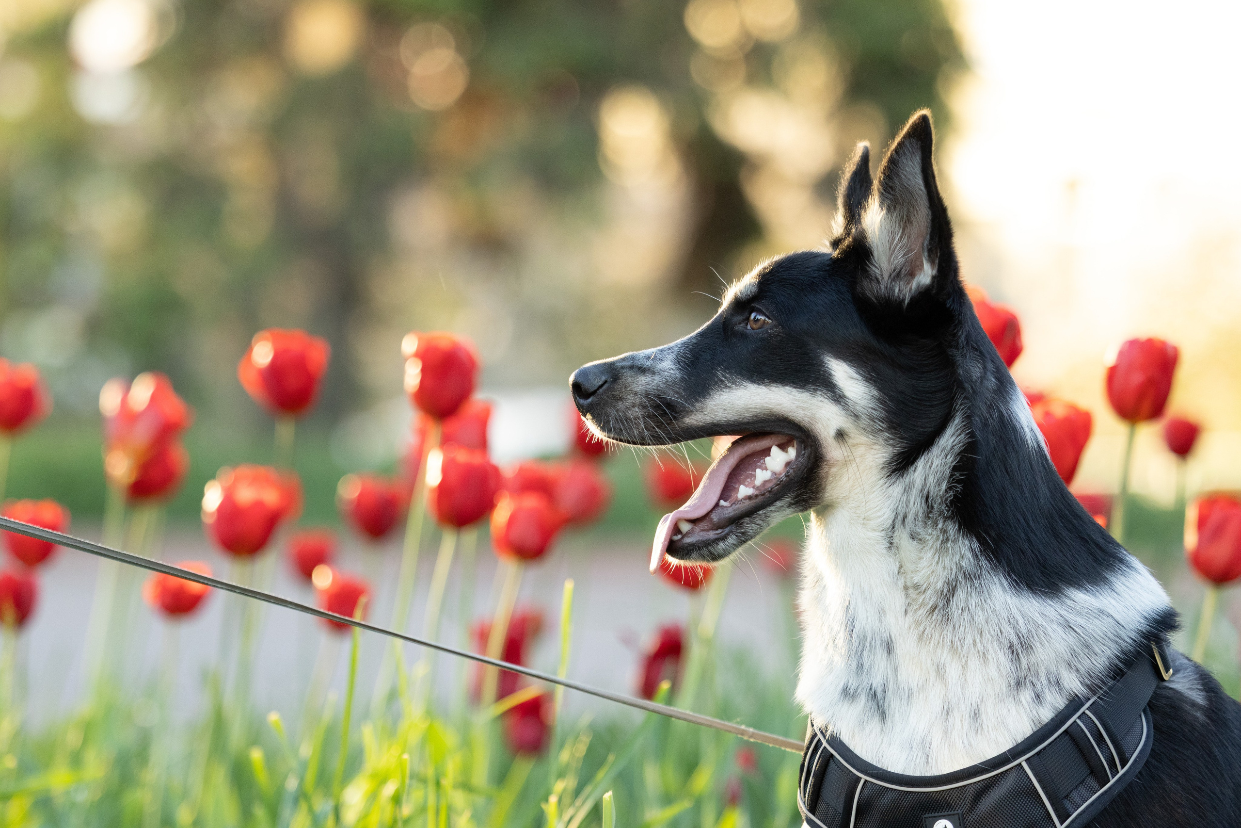 Ваши фотографии. Фотограф анималист Осипчикова Мария