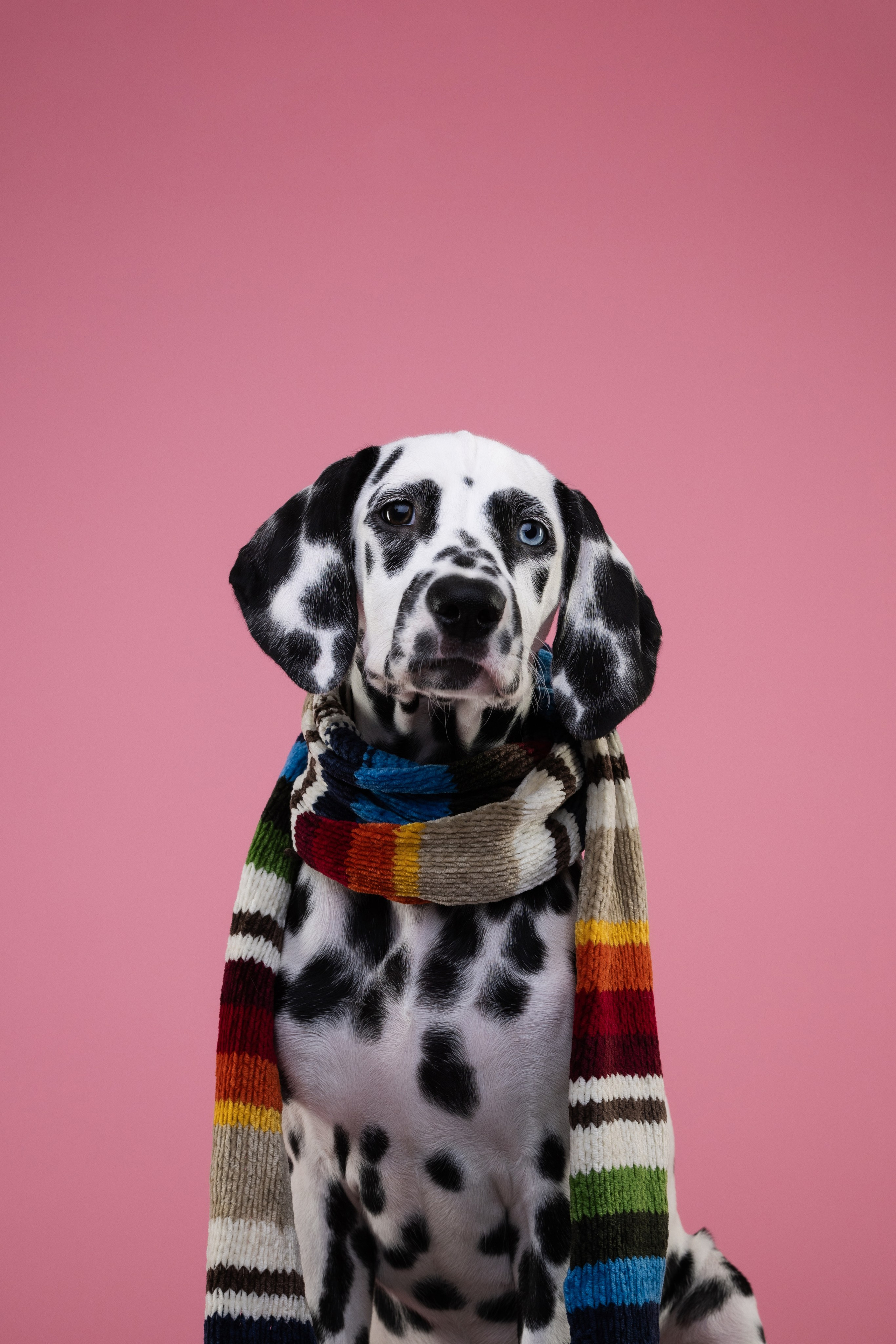 Далматин Одри. Фотограф анималист Осипчикова Мария