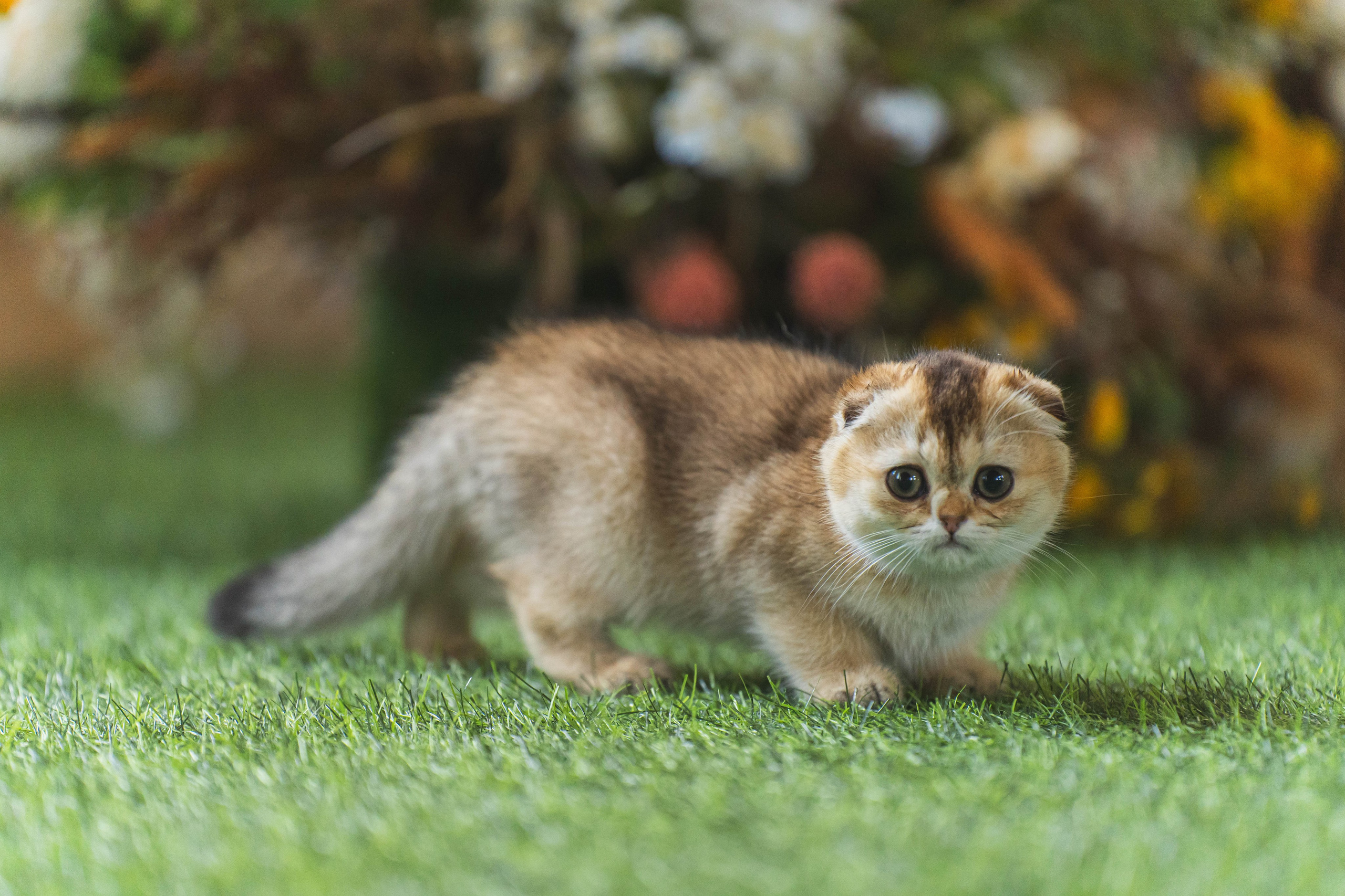 Питомник Шотландских кошек. Фотограф в Москве Ленарская Дарья